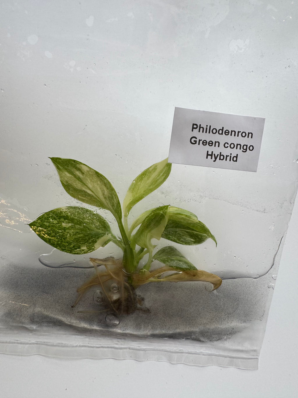 Philodenron Green congo Hybrid