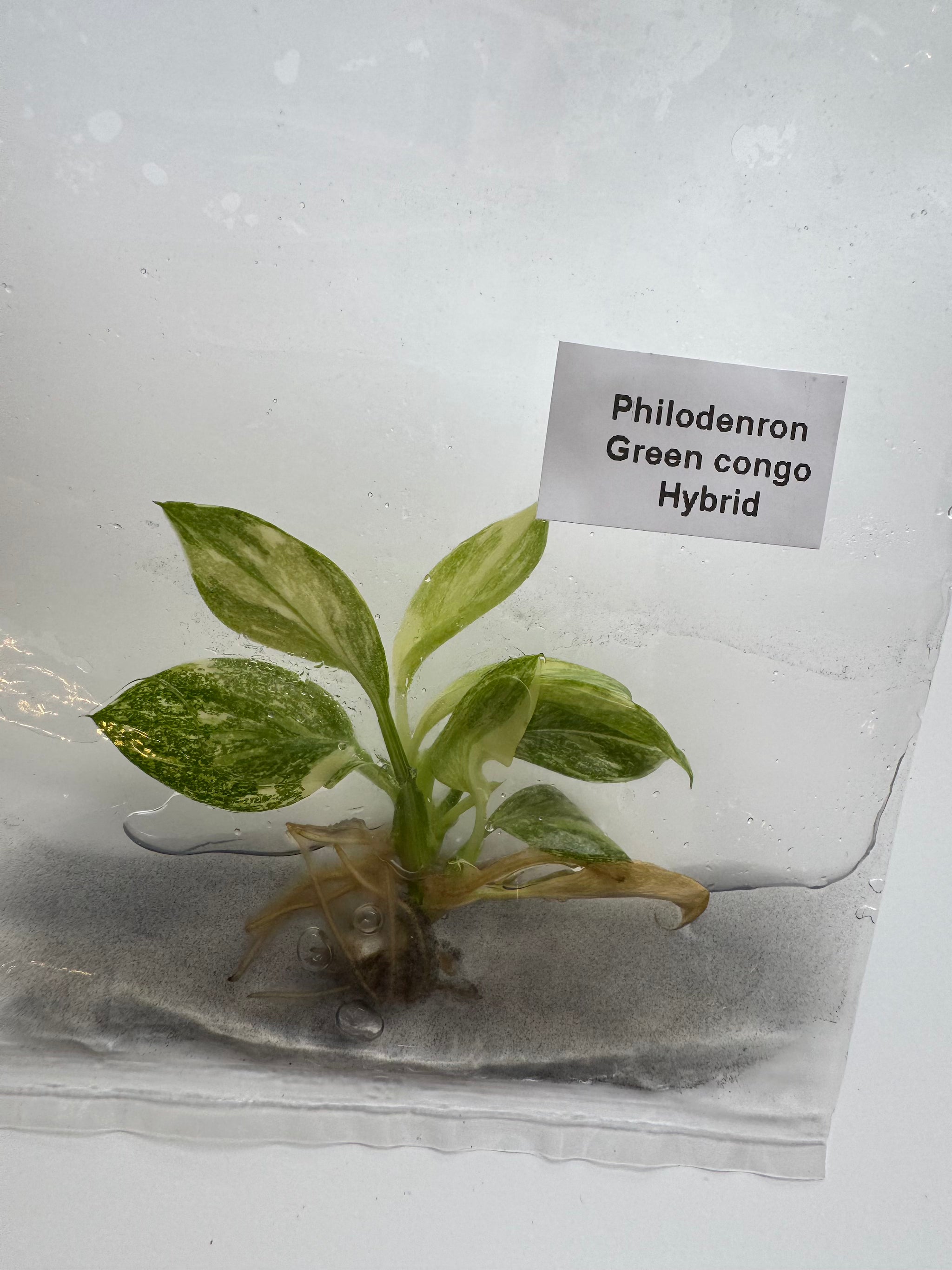 Philodenron Green congo Hybrid
