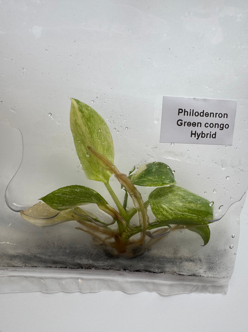 Philodenron Green congo Hybrid