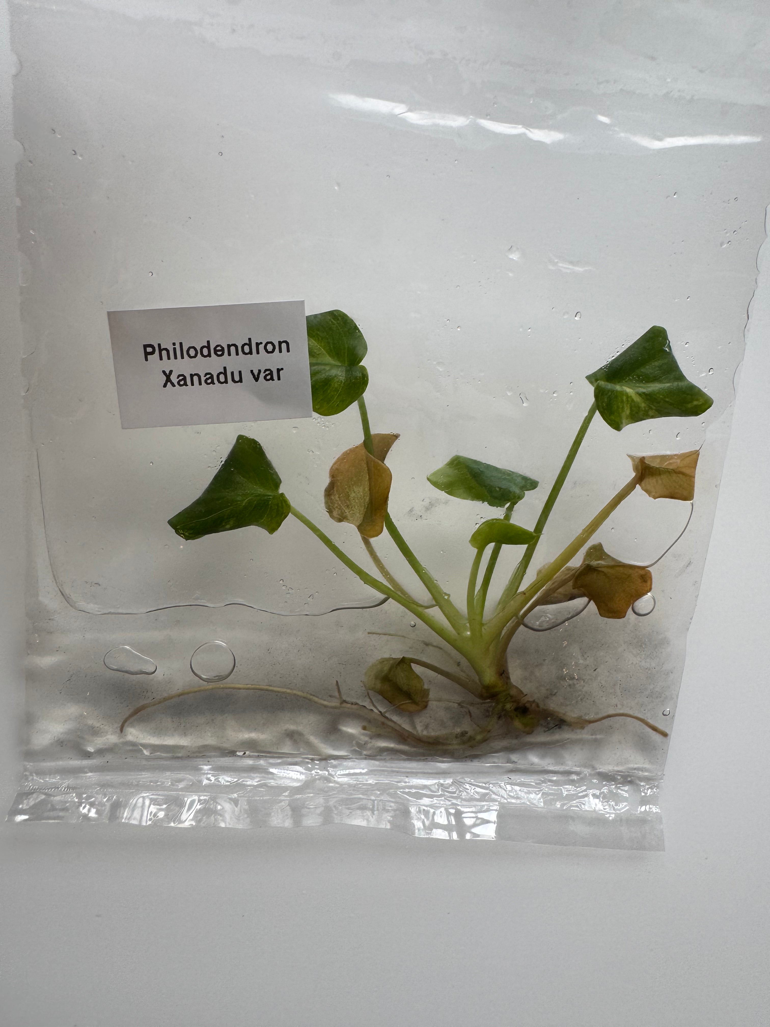 Philodendron Xanadu var