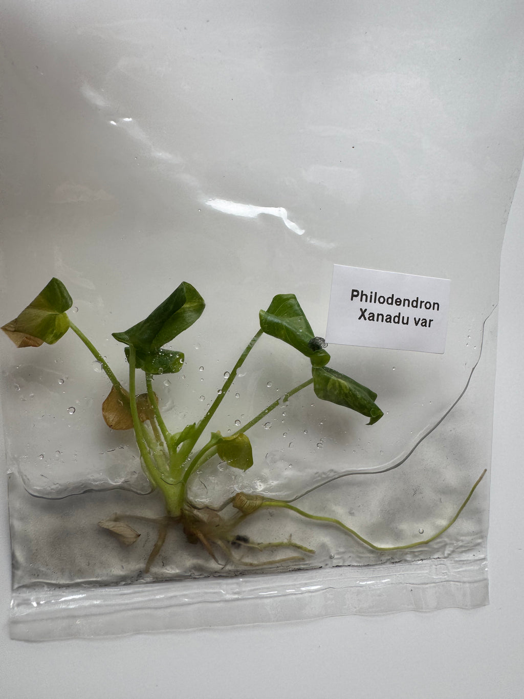 Philodendron Xanadu var