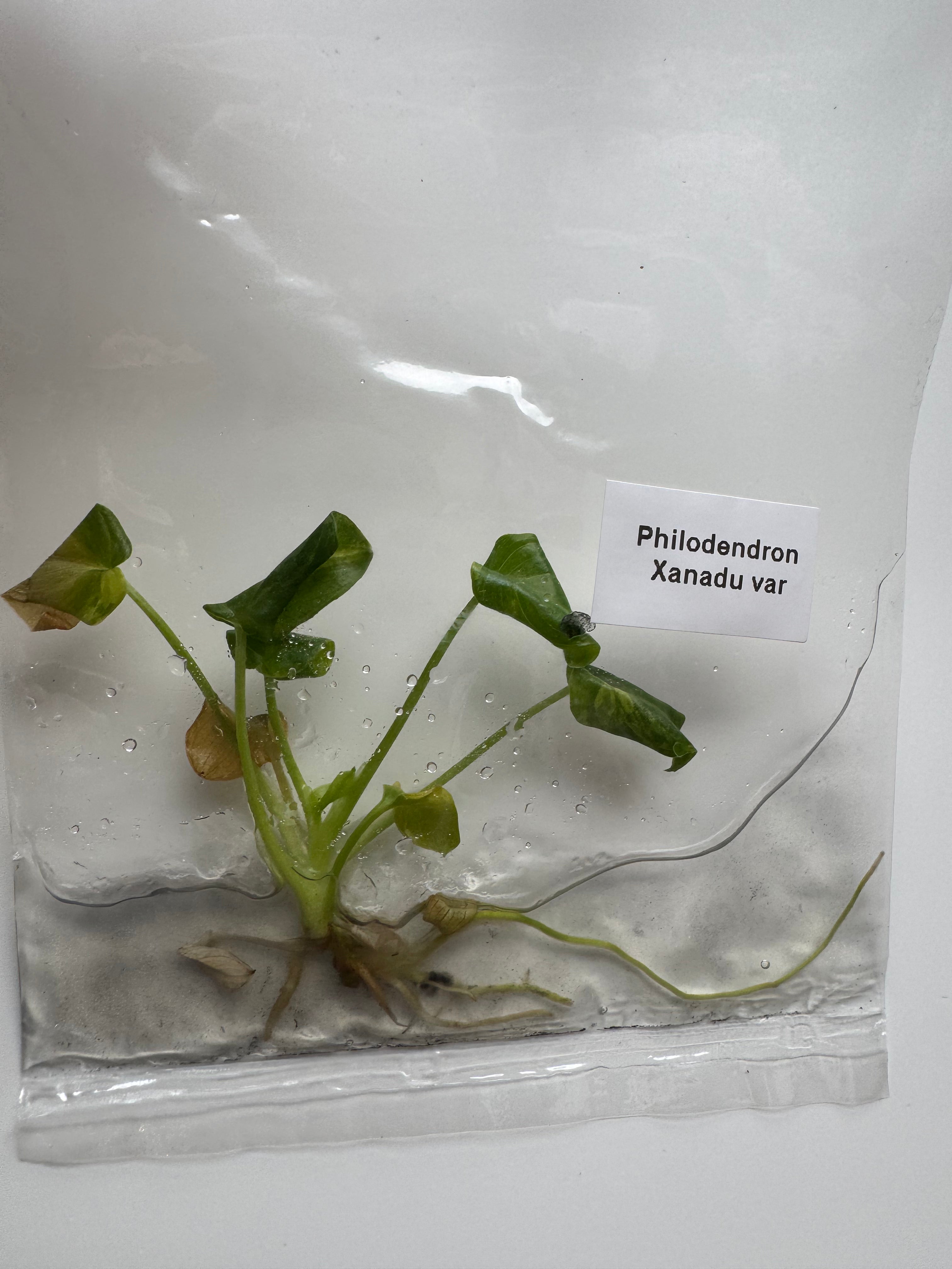 Philodendron Xanadu var
