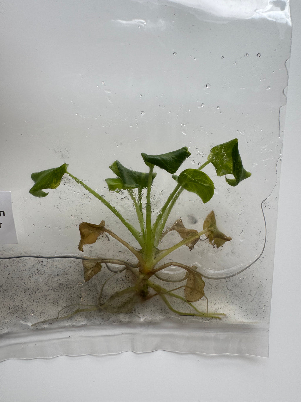 Philodendron Xanadu var