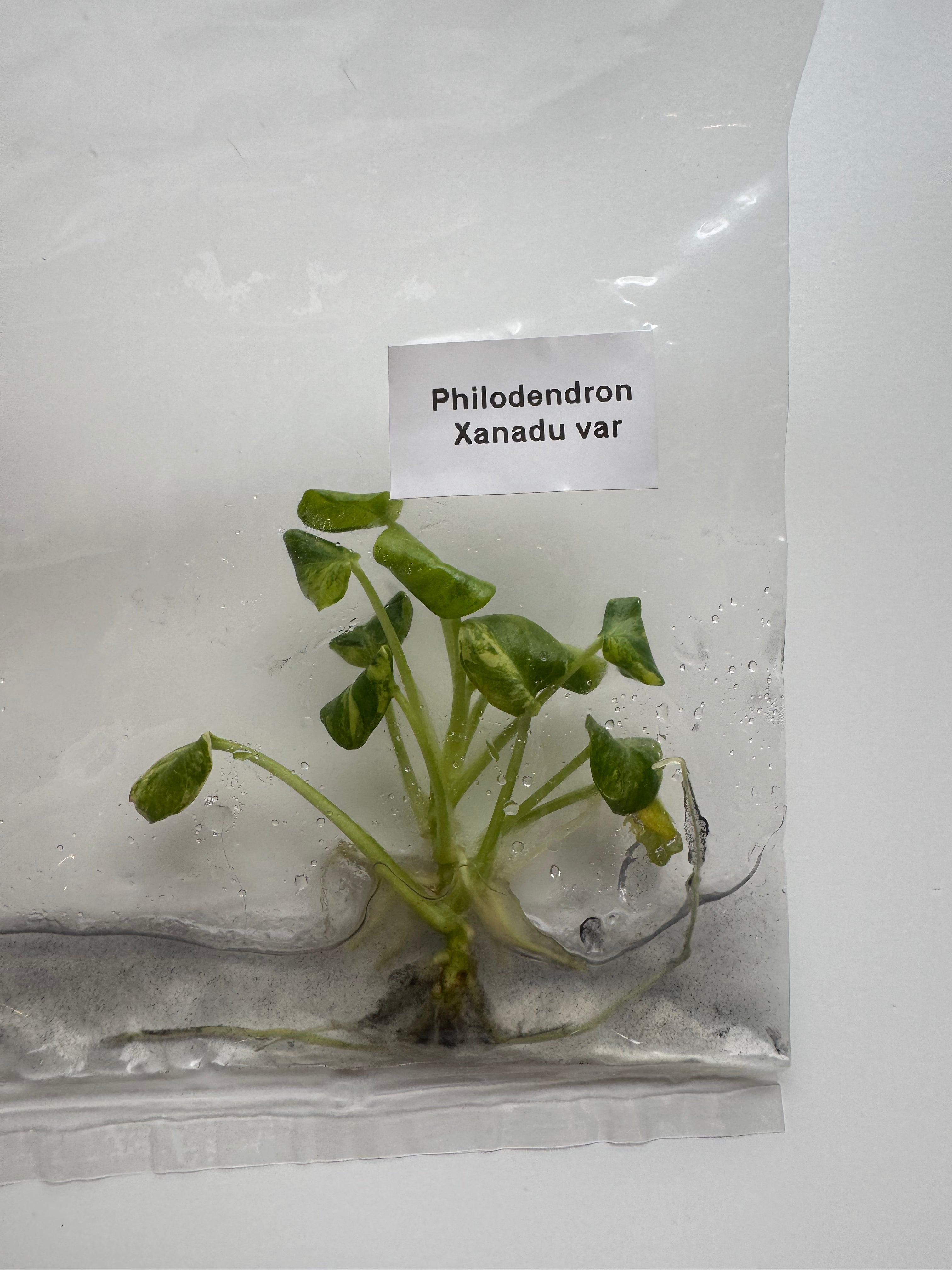 Philodendron Xanadu var
