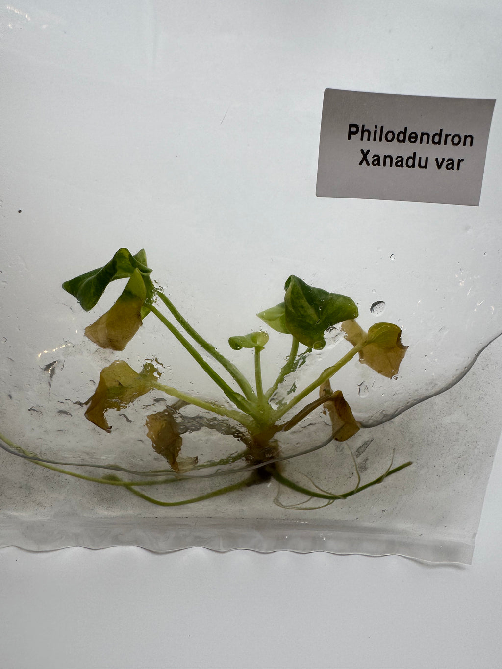 Philodendron Xanadu var