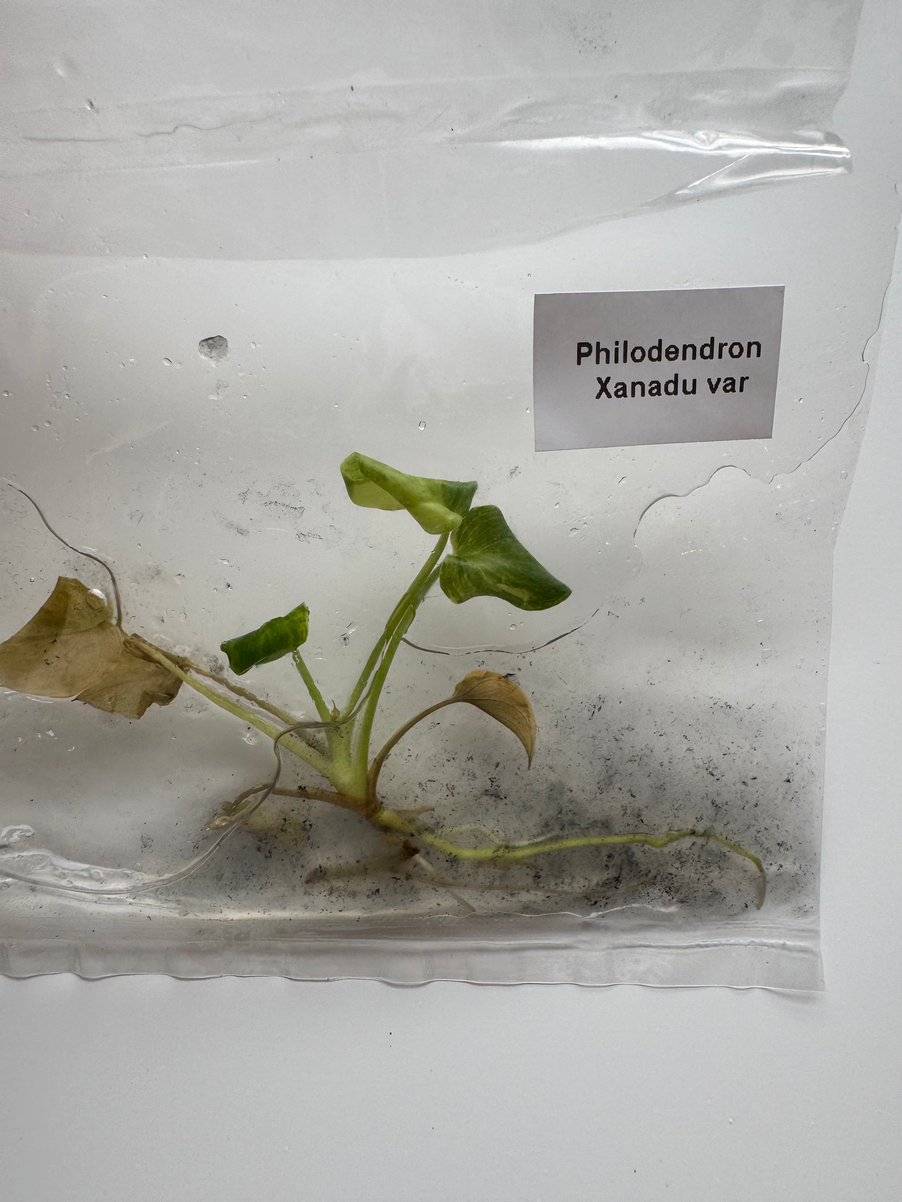 Philodendron Xanadu var