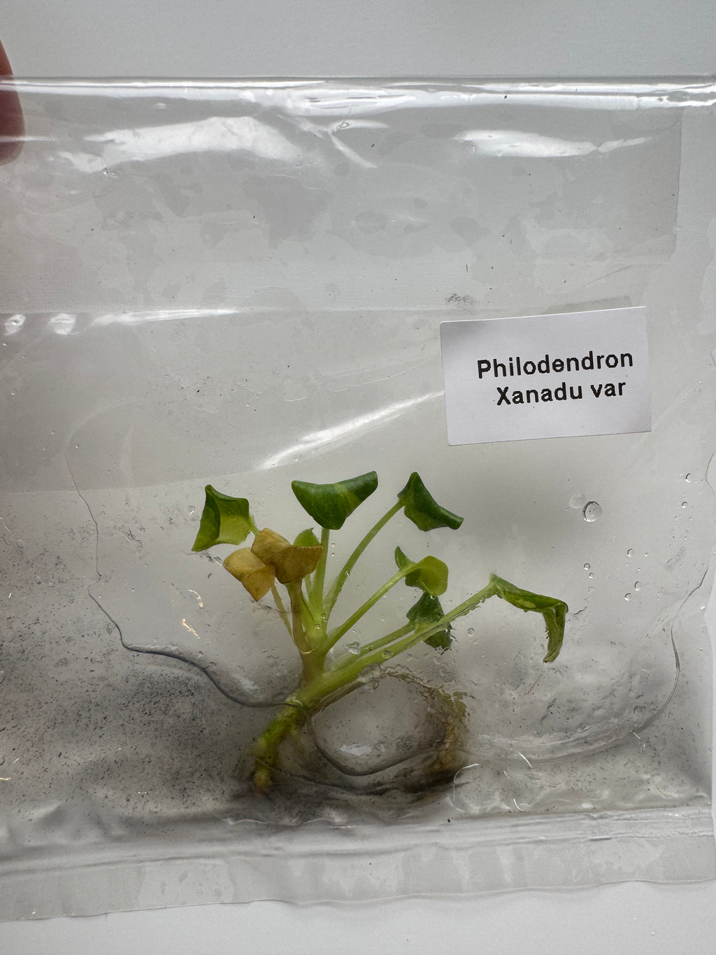 Philodendron Xanadu var