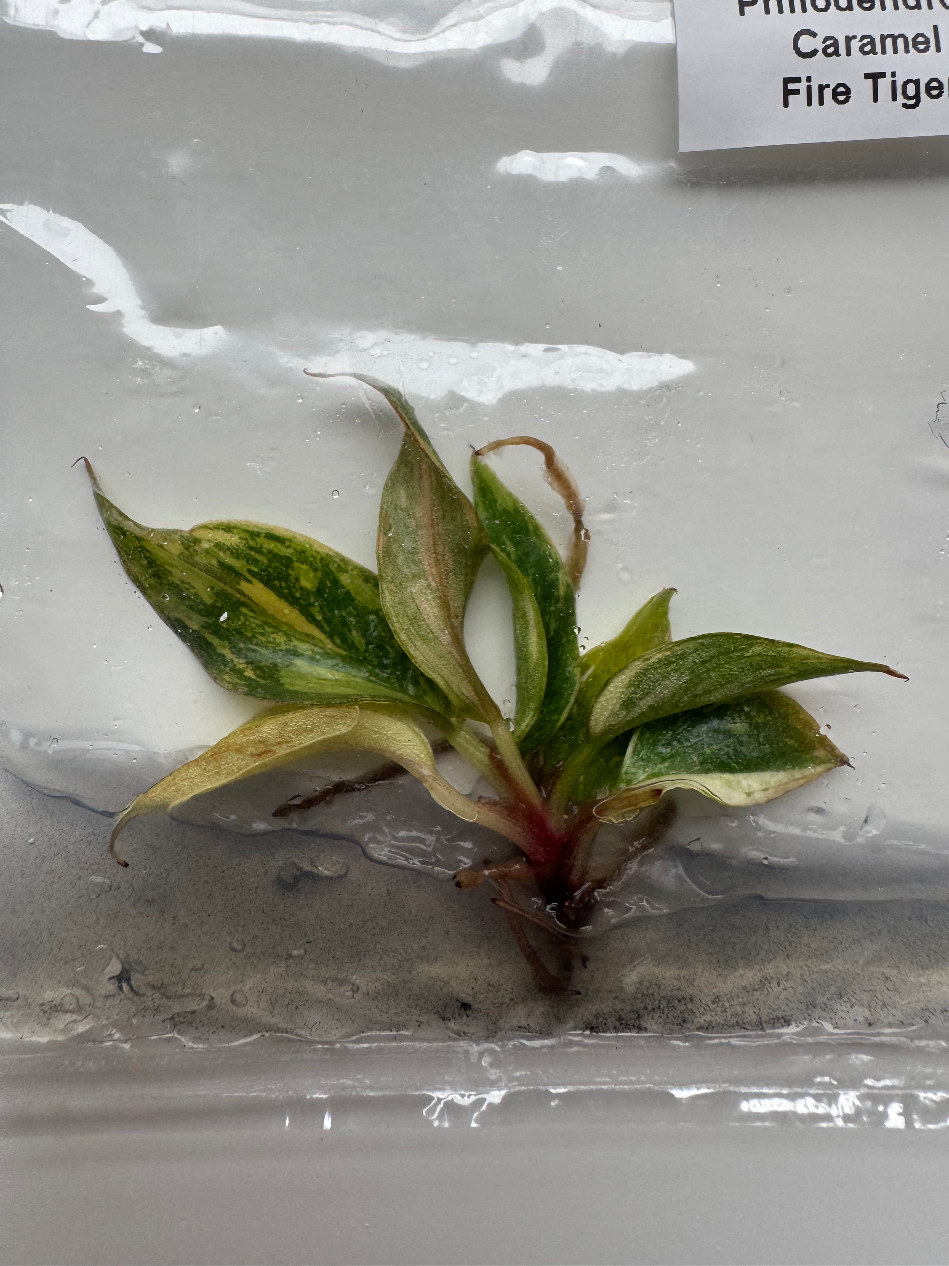 Philodendron Caramel Fire Tiger