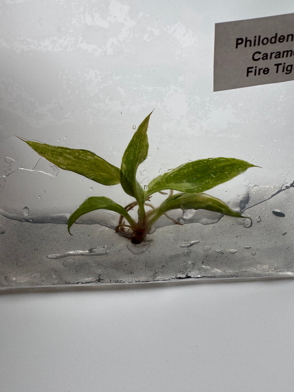 Philodendron Caramel Fire Tiger