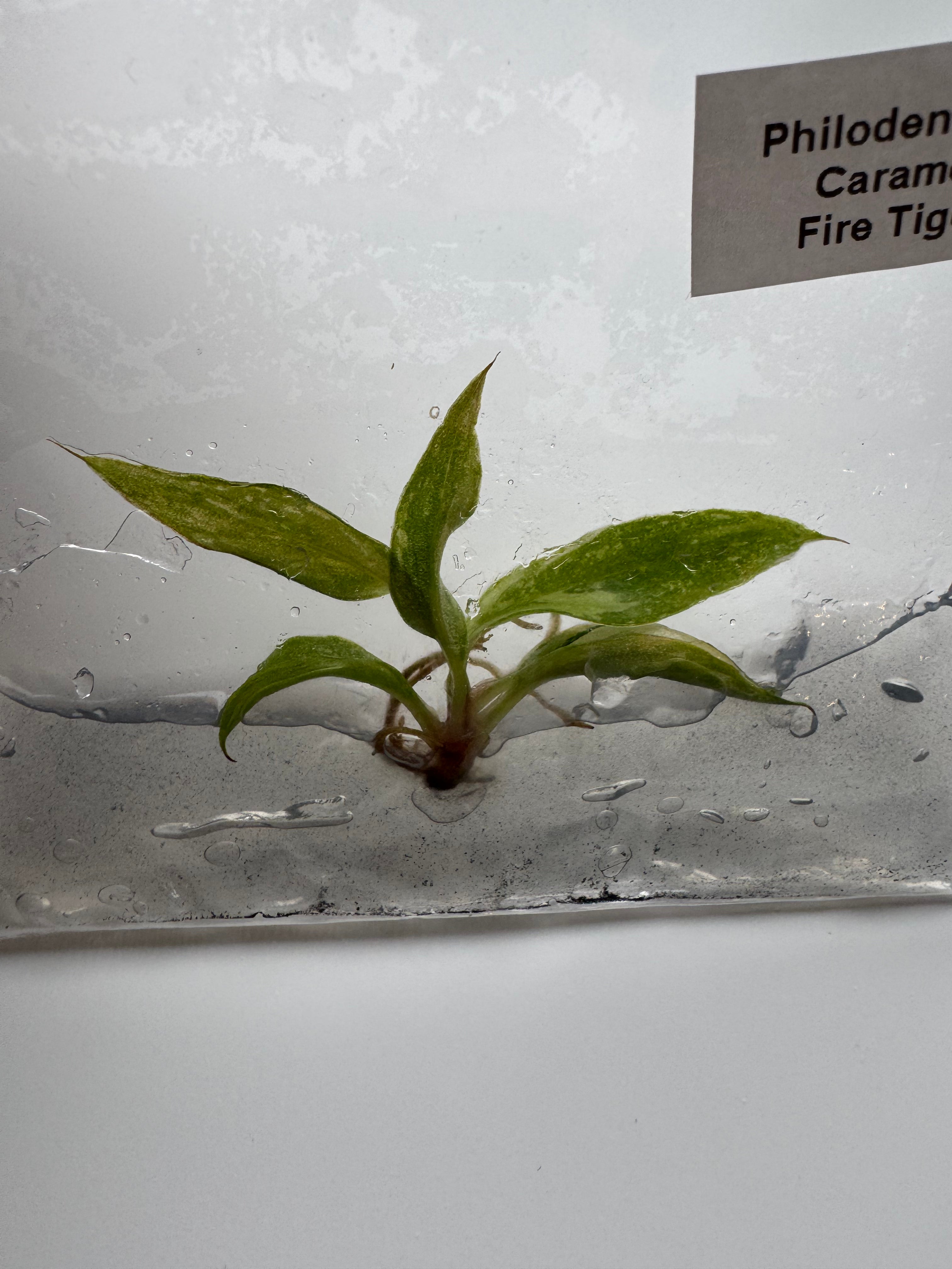 Philodendron Caramel Fire Tiger
