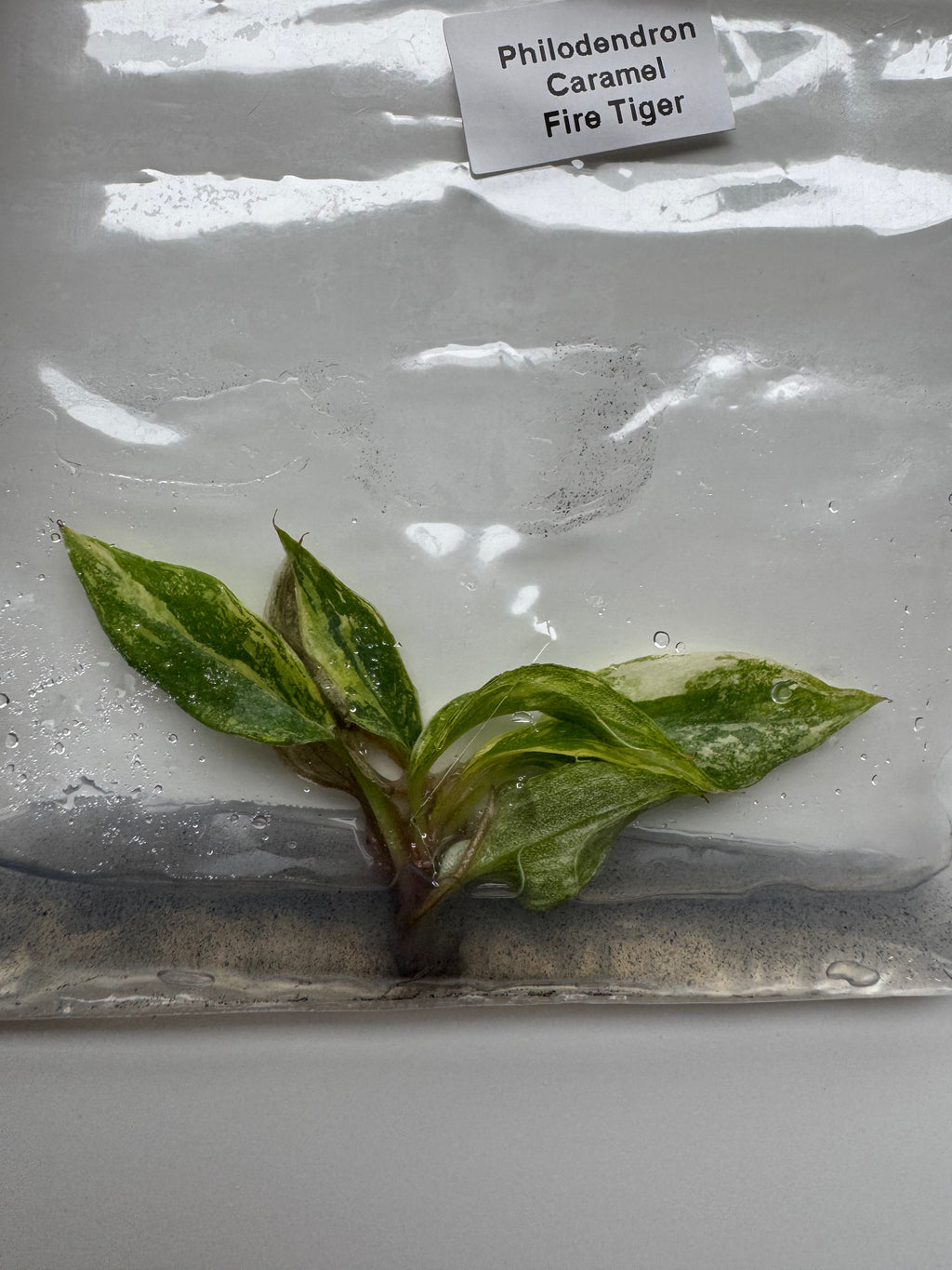 Philodendron Caramel Fire Tiger