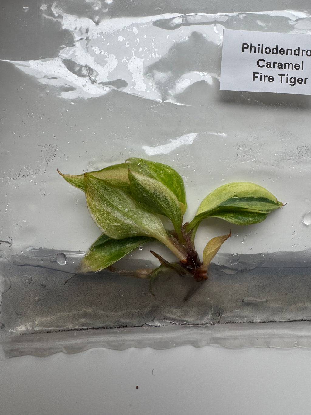 Philodendron Caramel Fire Tiger