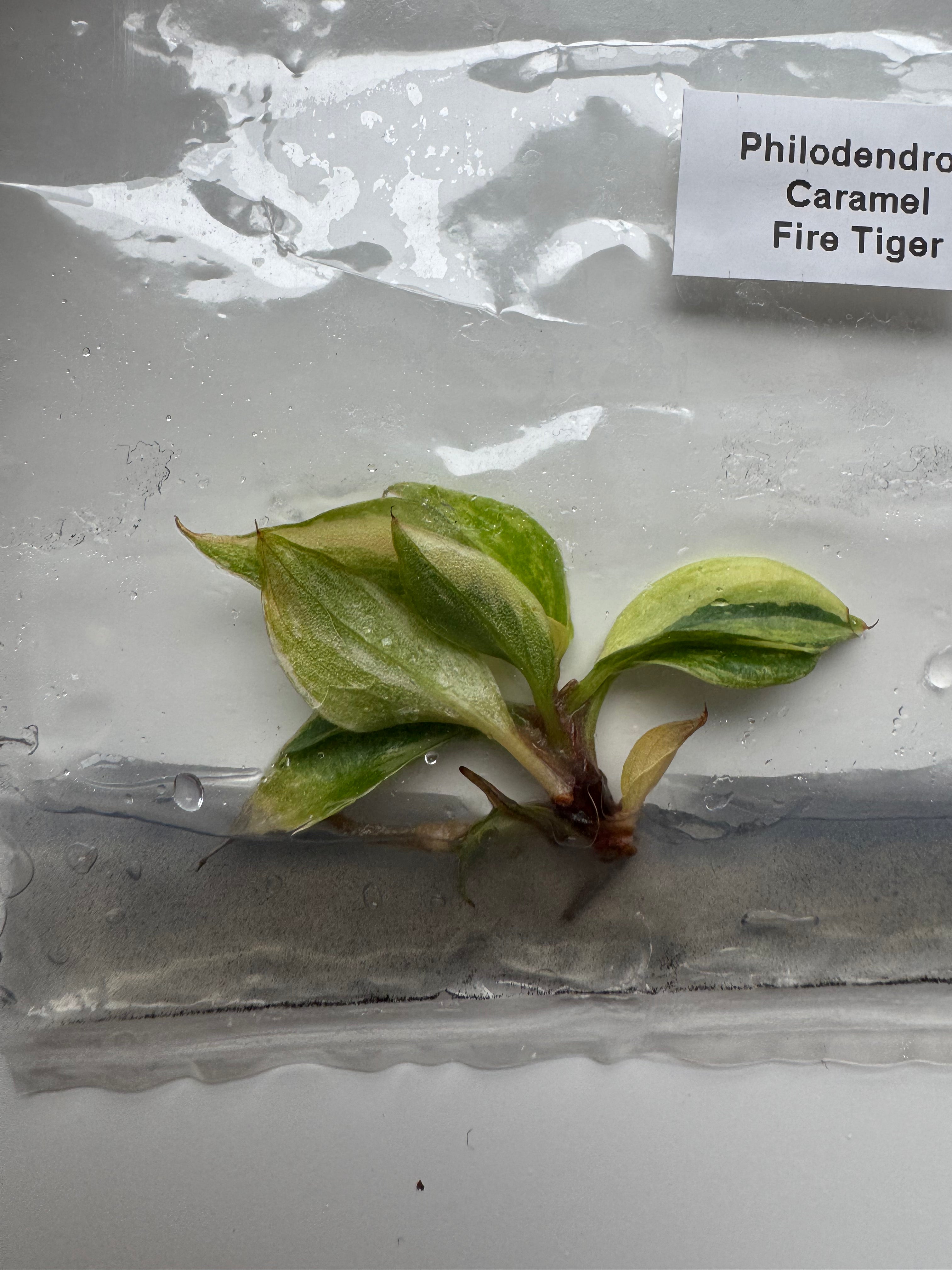 Philodendron Caramel Fire Tiger
