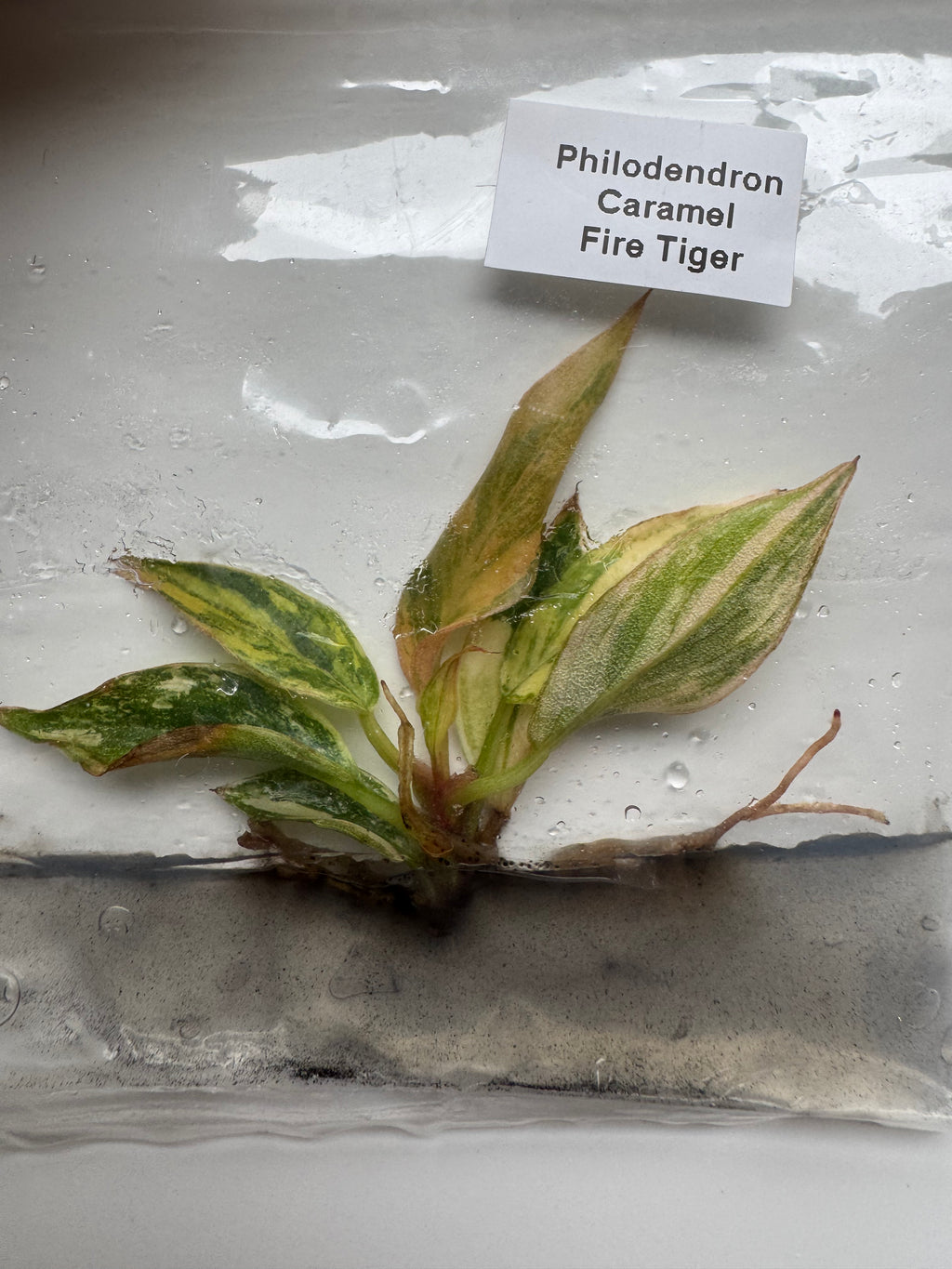 Philodendron Caramel Fire Tiger