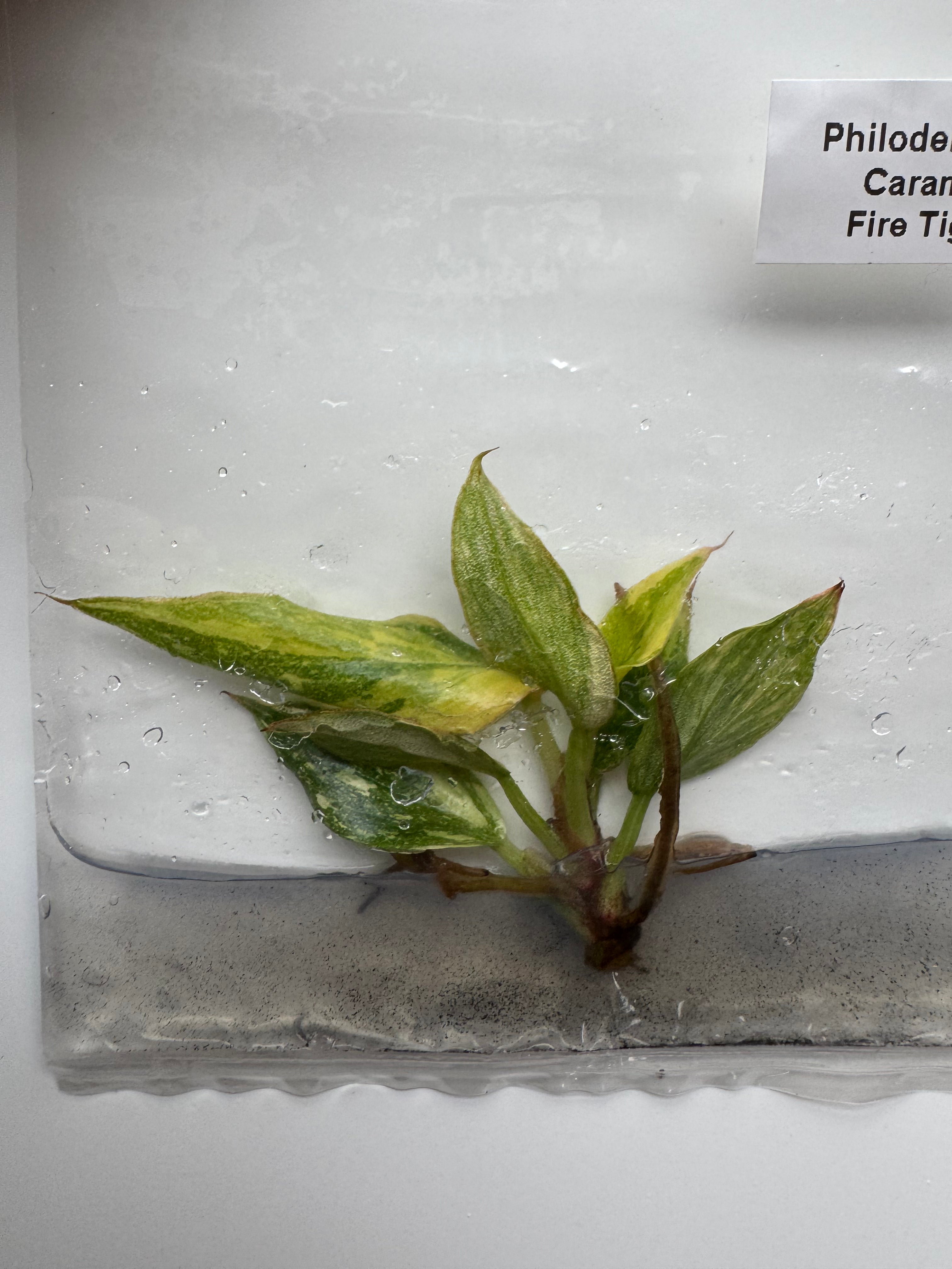 Philodendron Caramel Fire Tiger