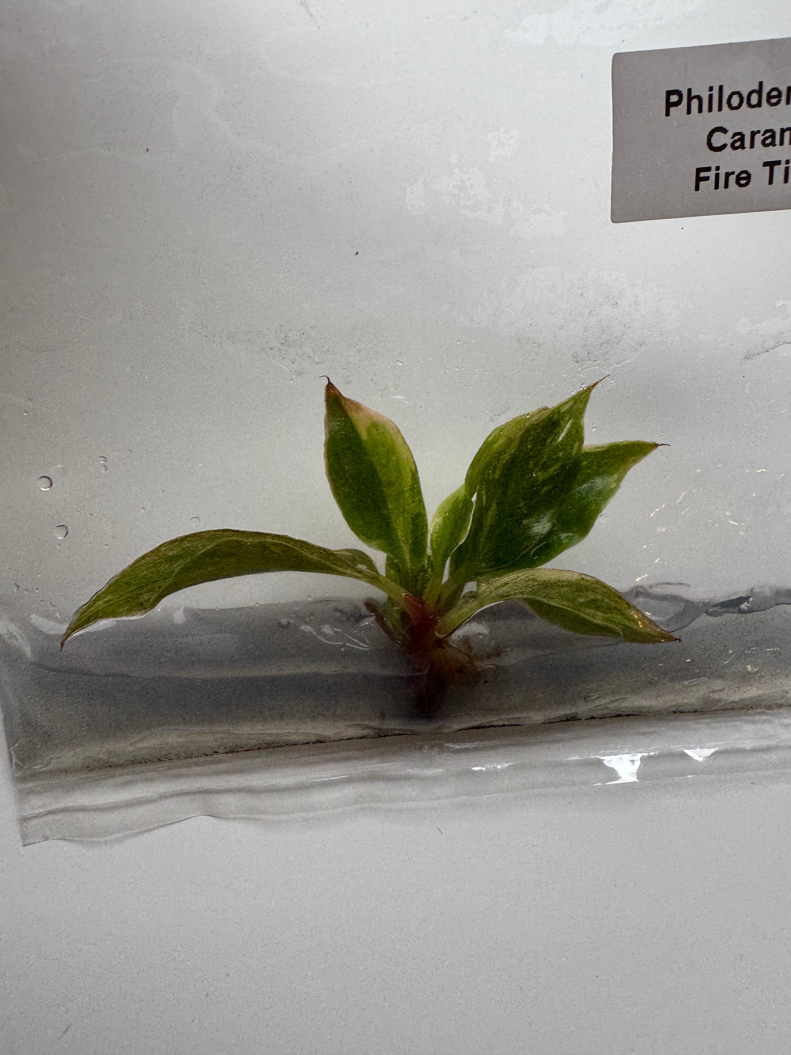 Philodendron Caramel Fire Tiger