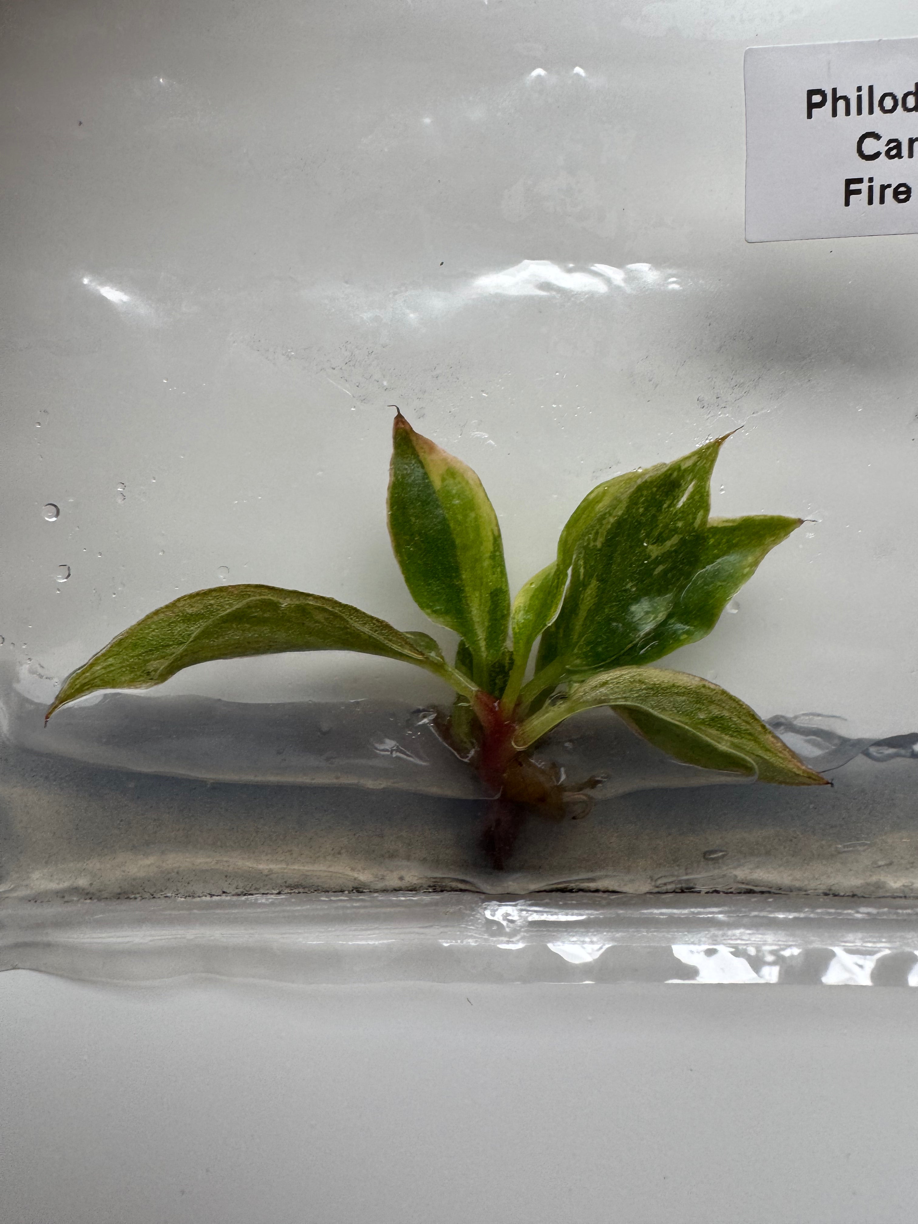 Philodendron Caramel Fire Tiger