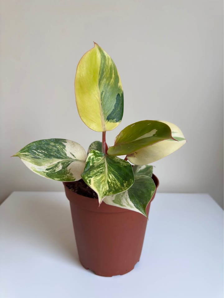 Philodendron White Knight Tricolor Variegated