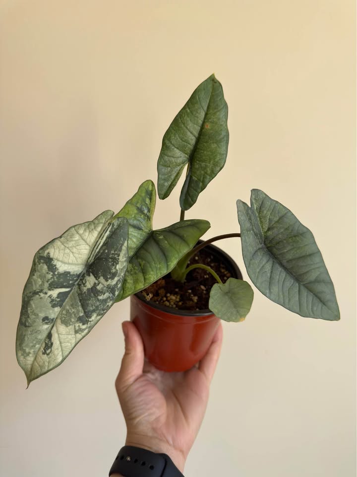 Alocasia Bisma Albo Variegated