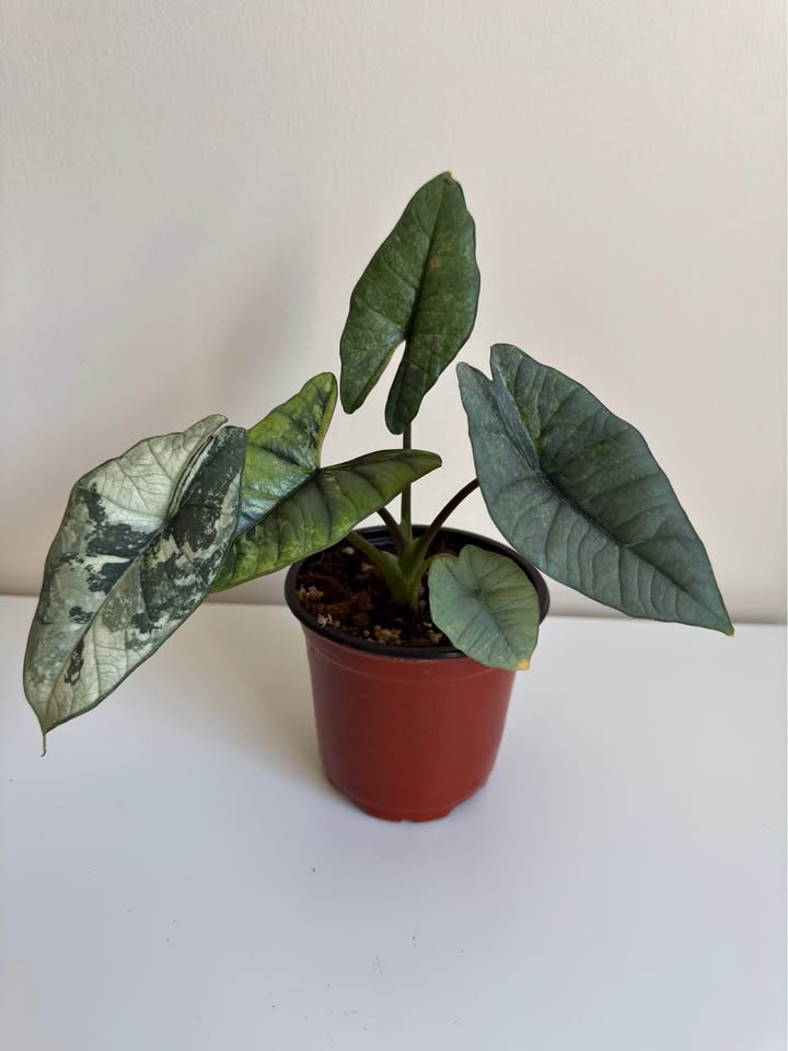 Alocasia Bisma Albo Variegated
