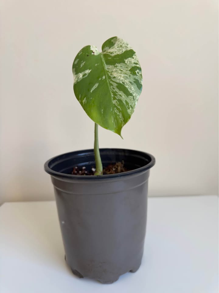 Monstera Vietciosa – Variegated