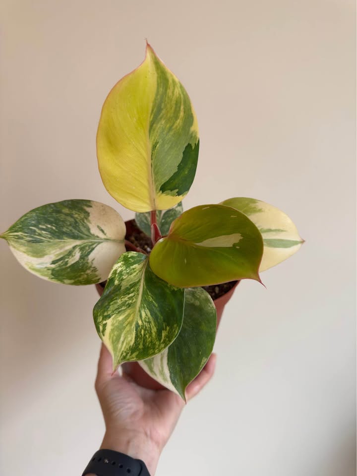 Philodendron White Knight Tricolor Variegated