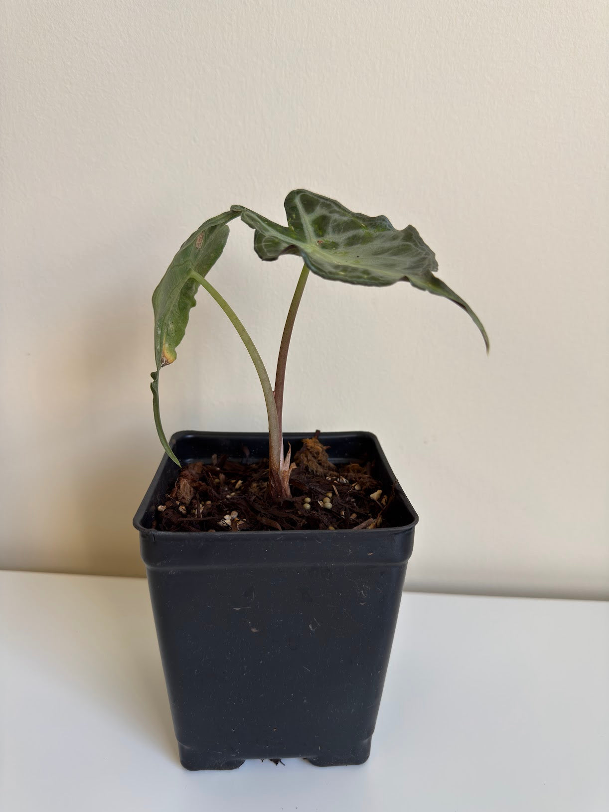 Alocasia Venom