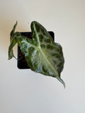 Alocasia Venom