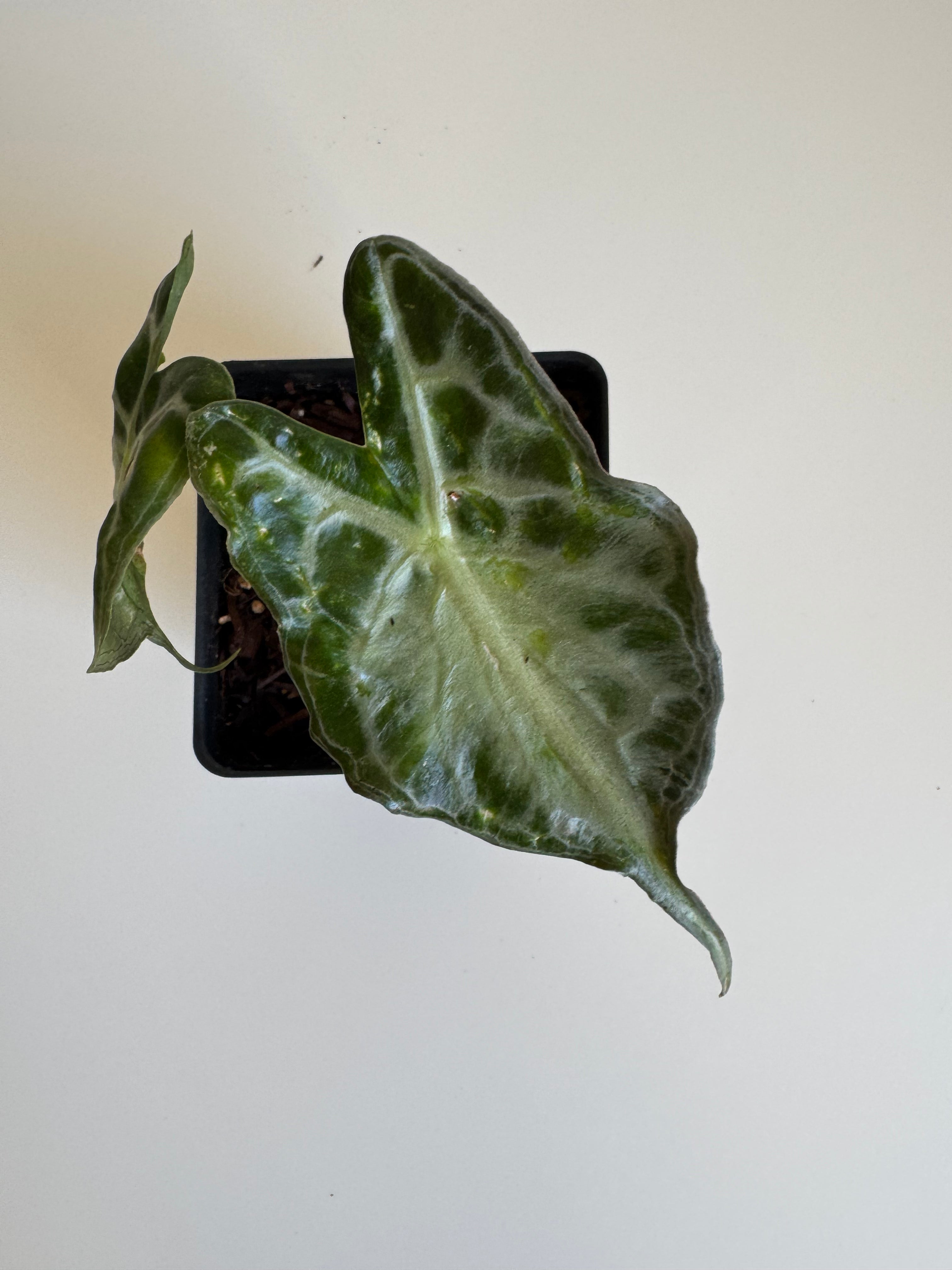 Alocasia Venom