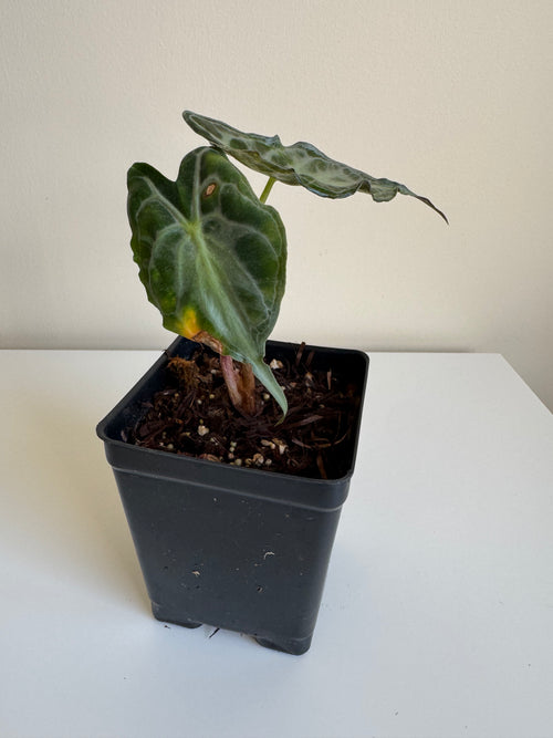 Alocasia Venom