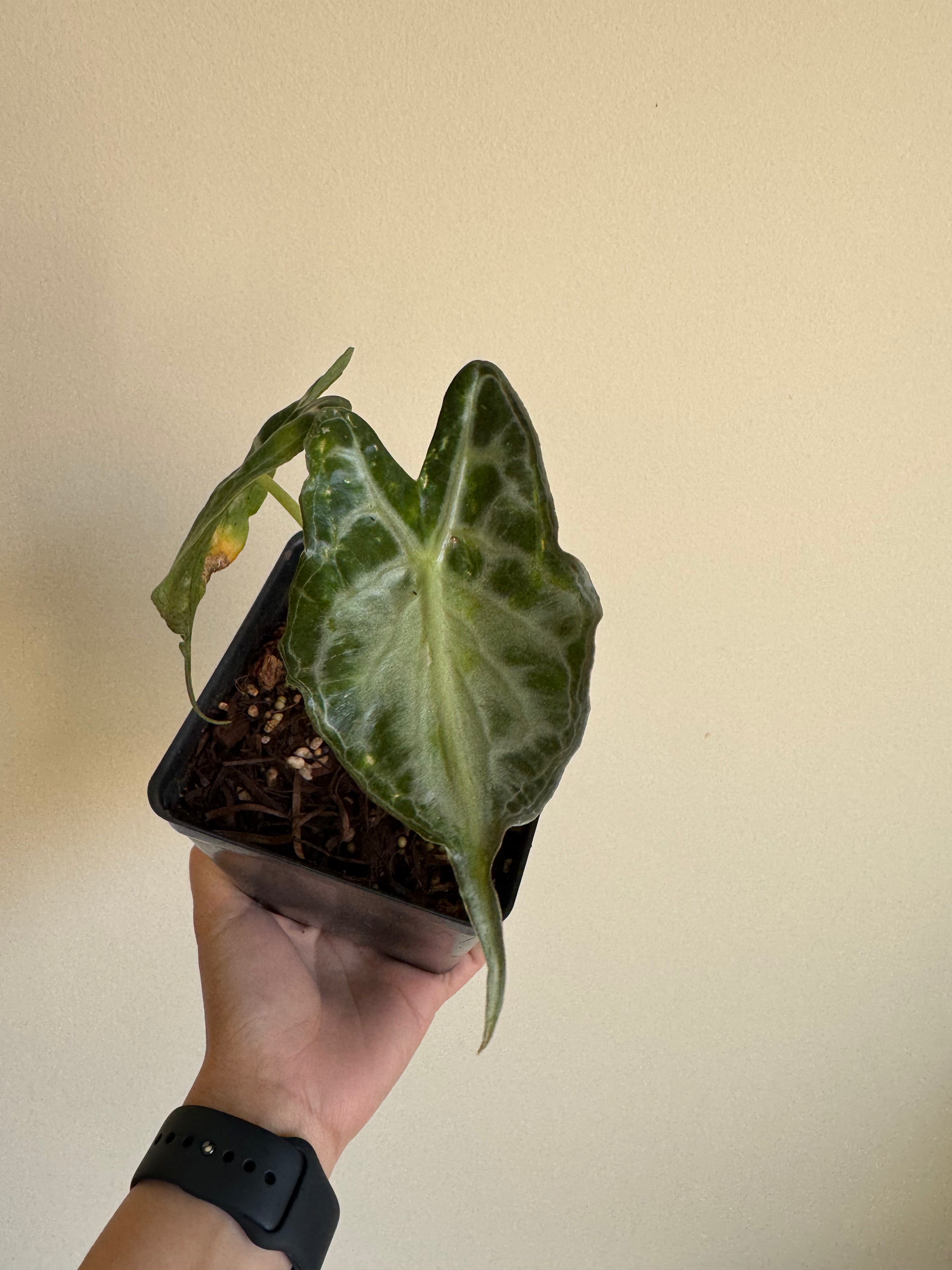 Alocasia Venom