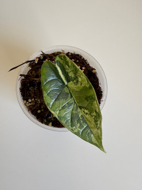 Alocasia Bisma Albo Variegated