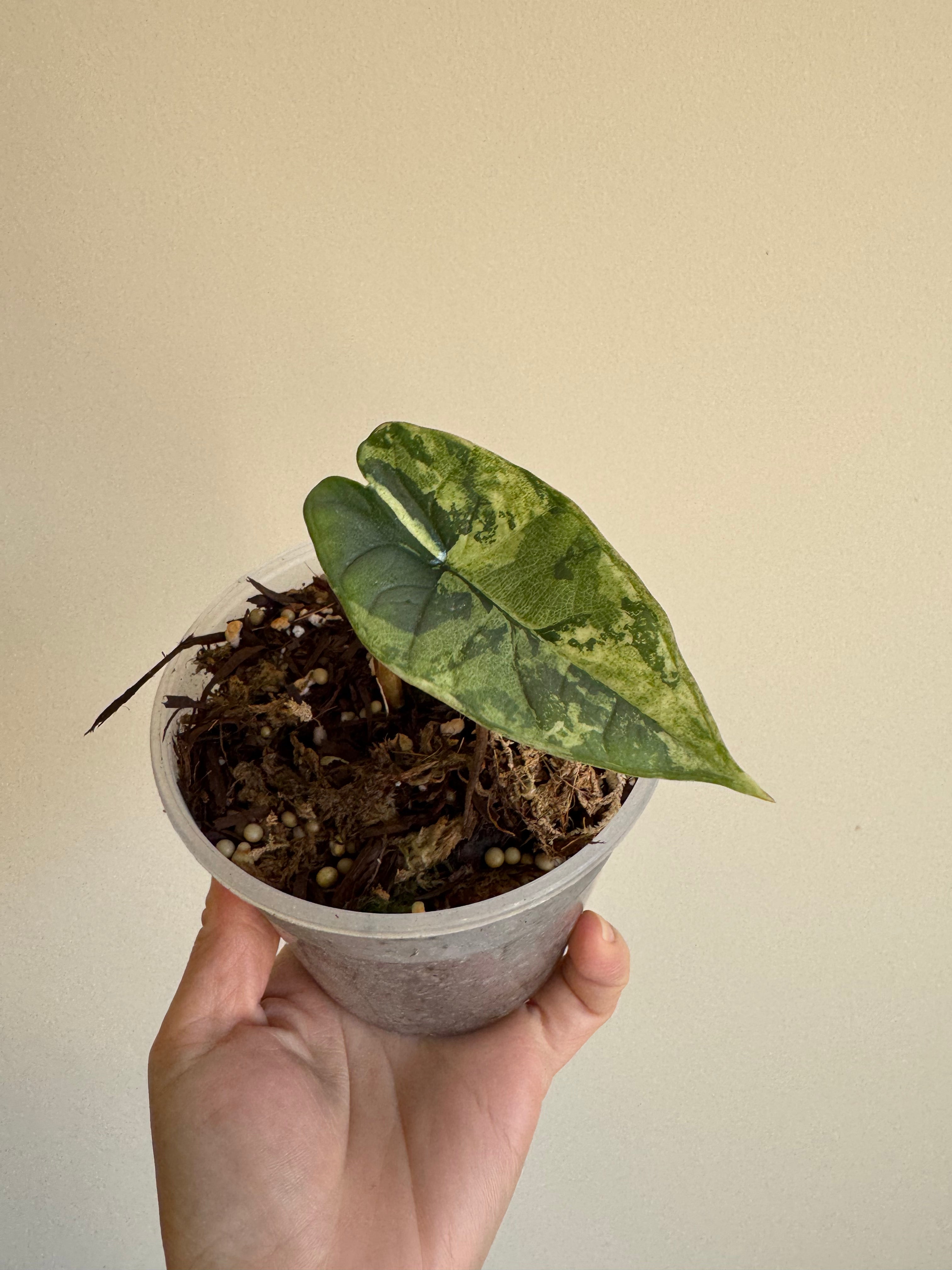 Alocasia Bisma Albo Variegated