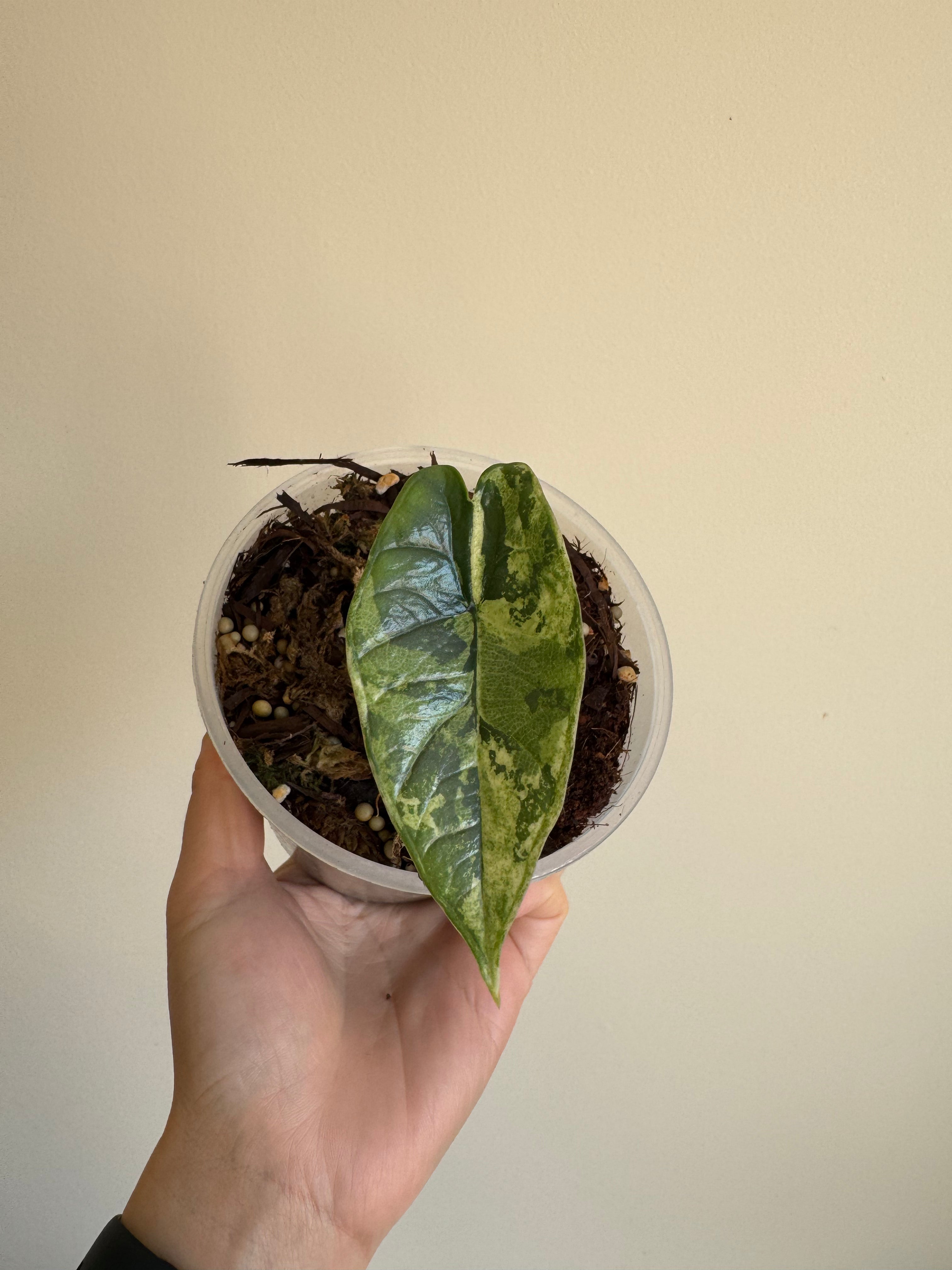 Alocasia Bisma Albo Variegated