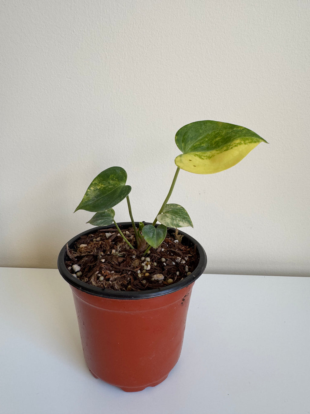 Anthurium Clarinervium Variegated