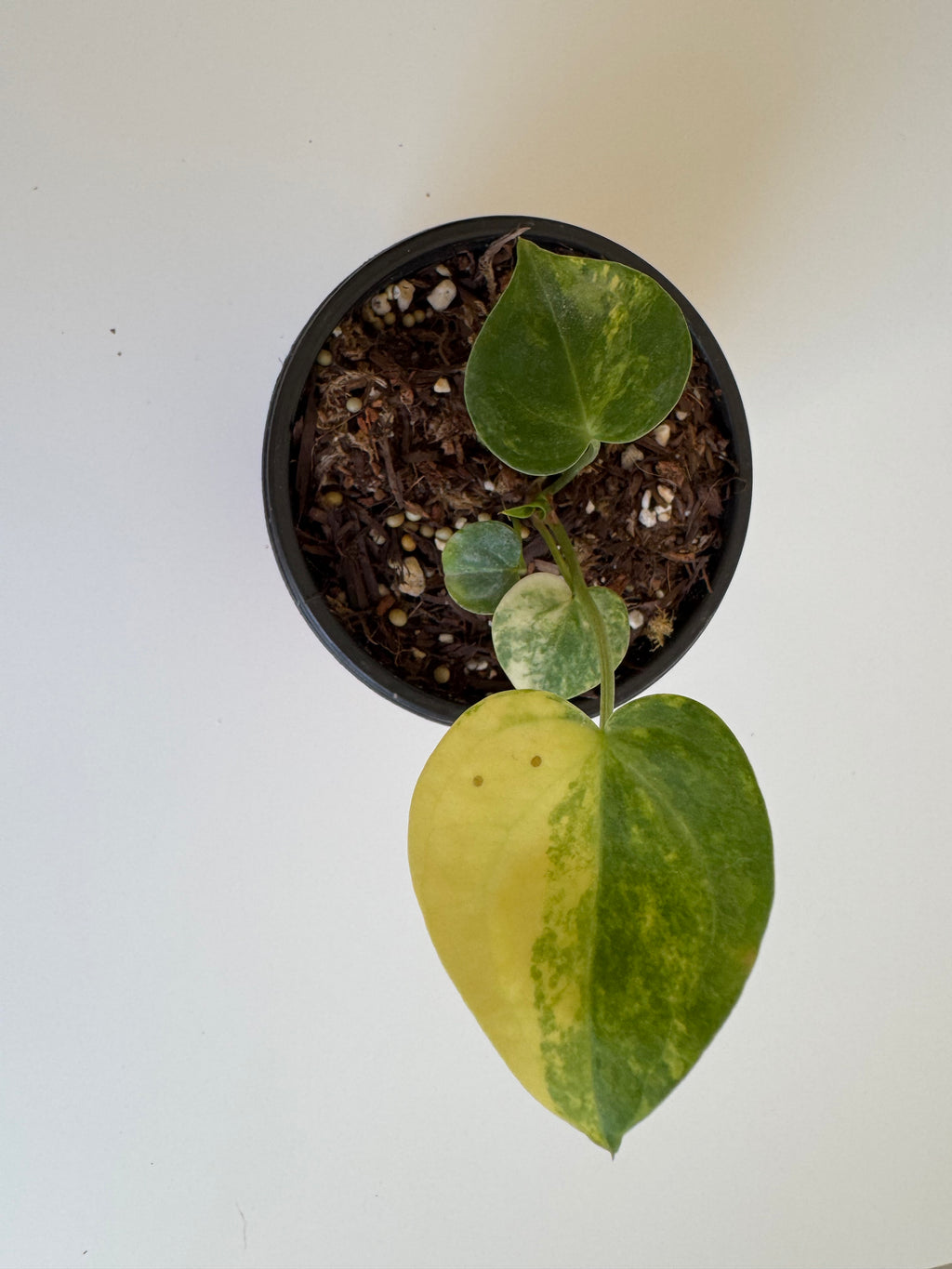 Anthurium Clarinervium Variegated