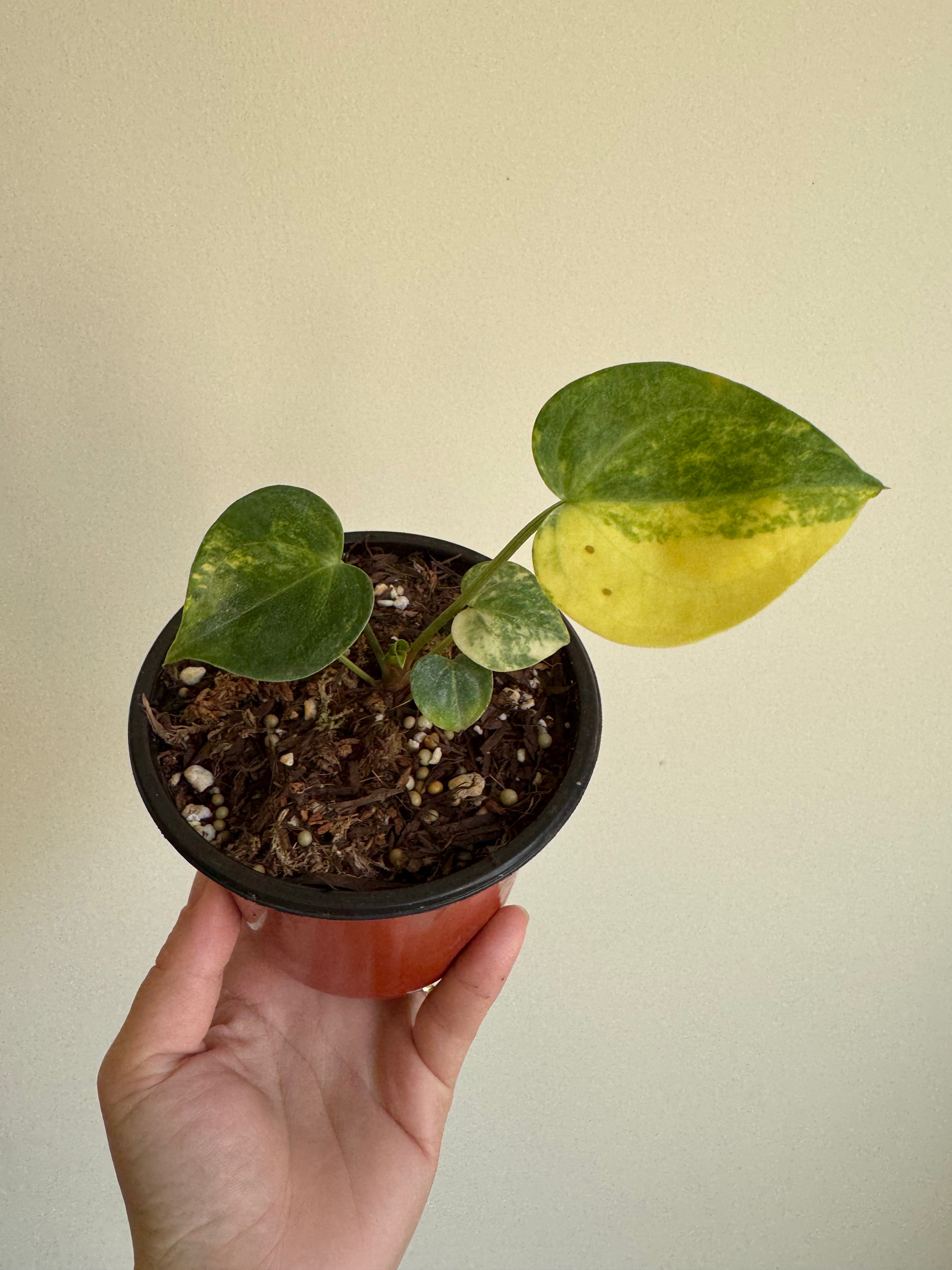 Anthurium Clarinervium Variegated