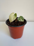 Anthurium pap var x magnificum