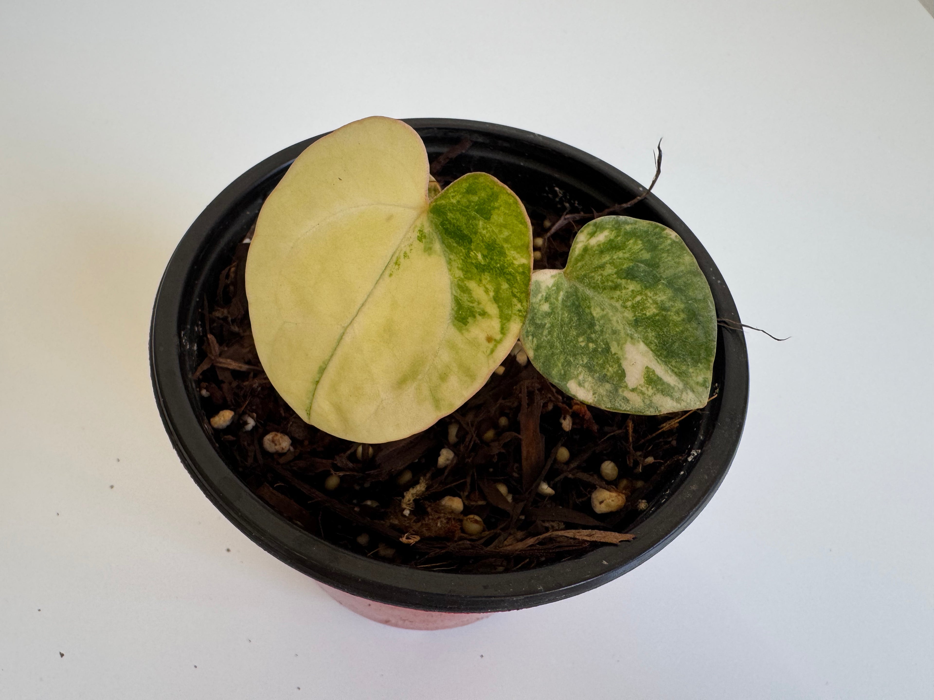 Anthurium pap var x magnificum