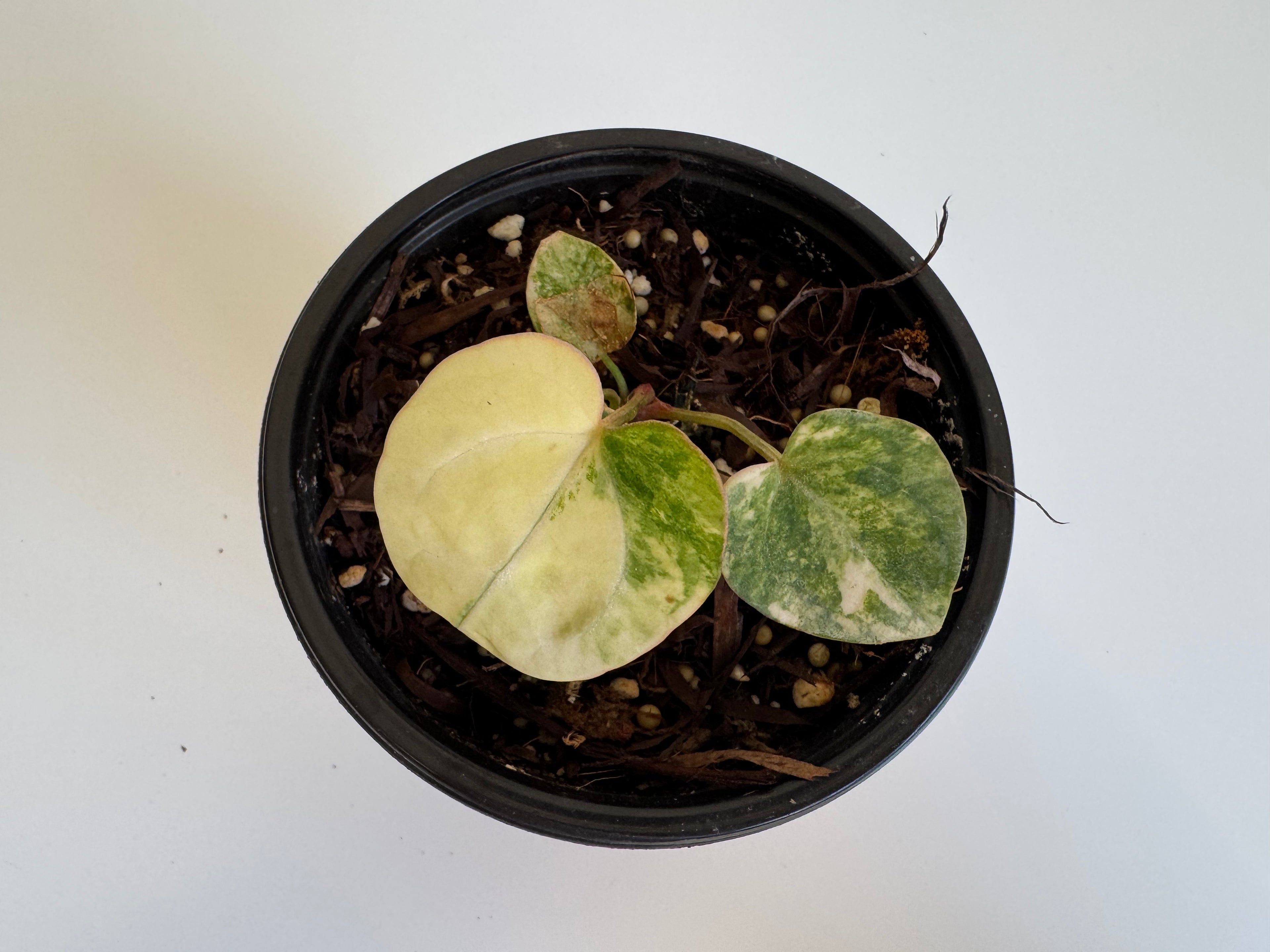 Anthurium pap var x magnificum
