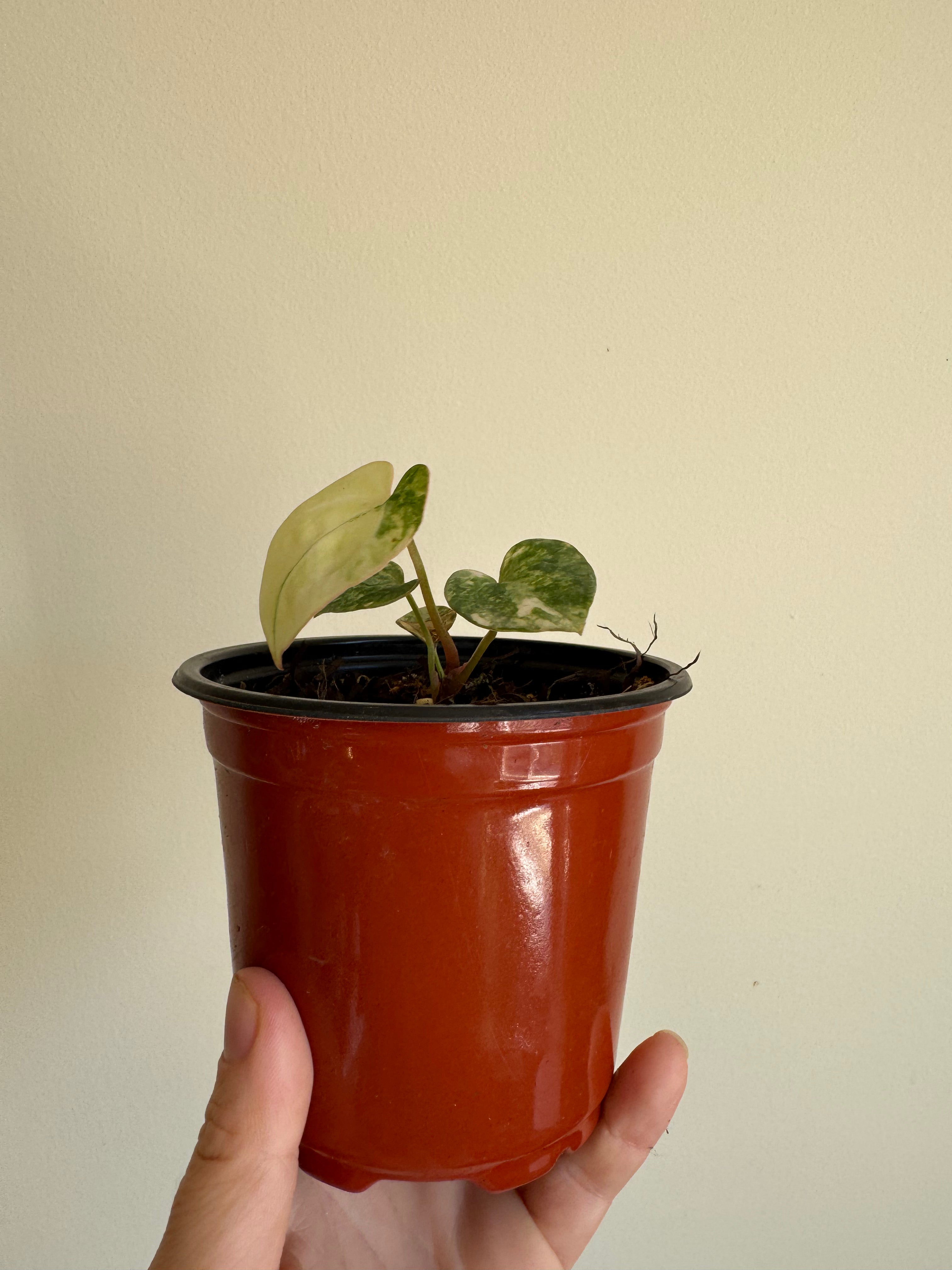 Anthurium pap var x magnificum