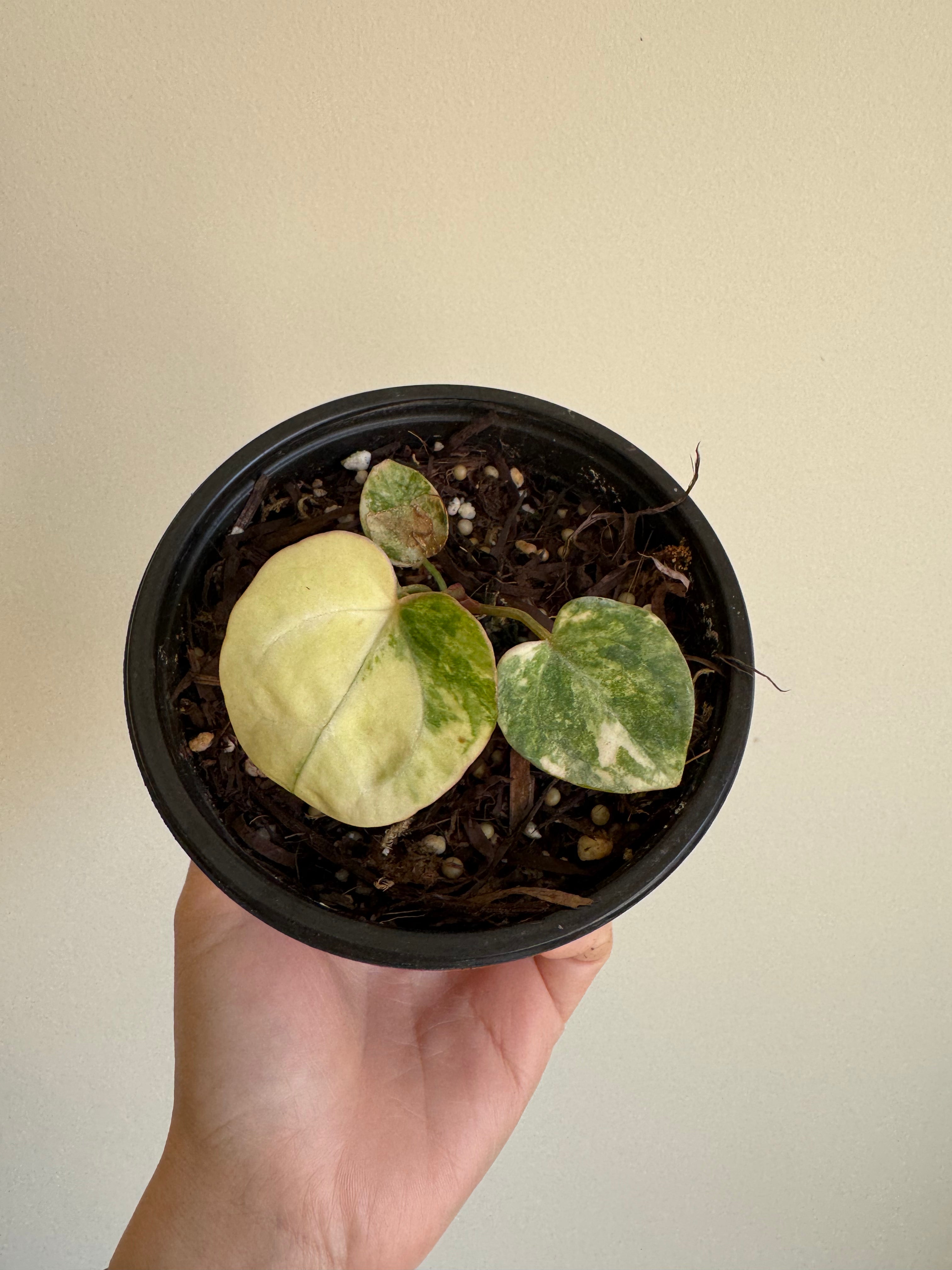 Anthurium pap var x magnificum