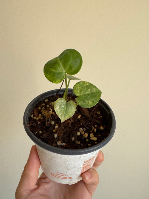 Anthurium Clarinervium Variegated