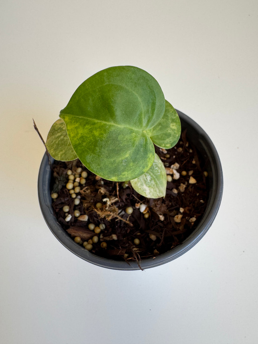 Anthurium Clarinervium Variegated