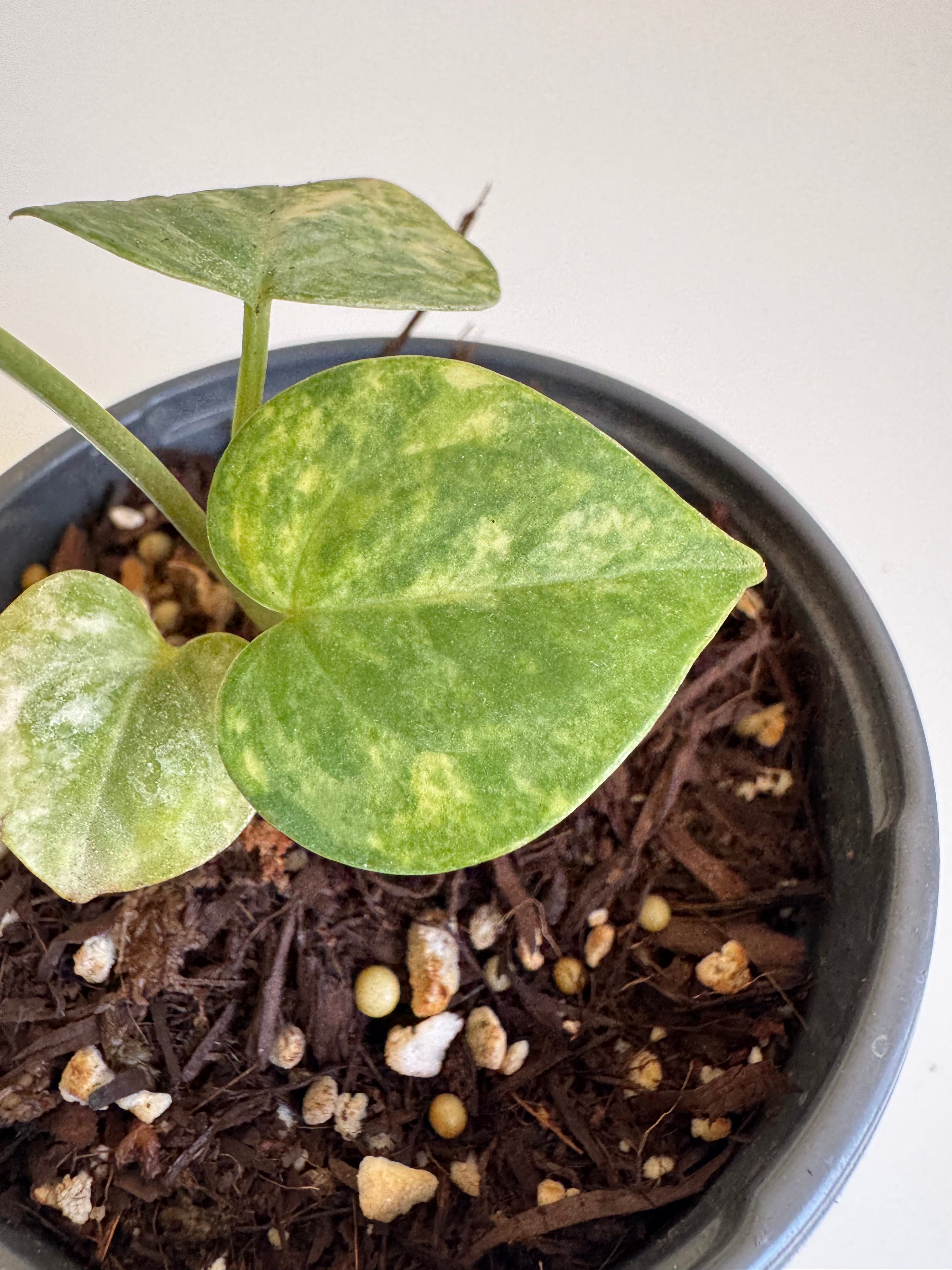 Anthurium Clarinervium Variegated
