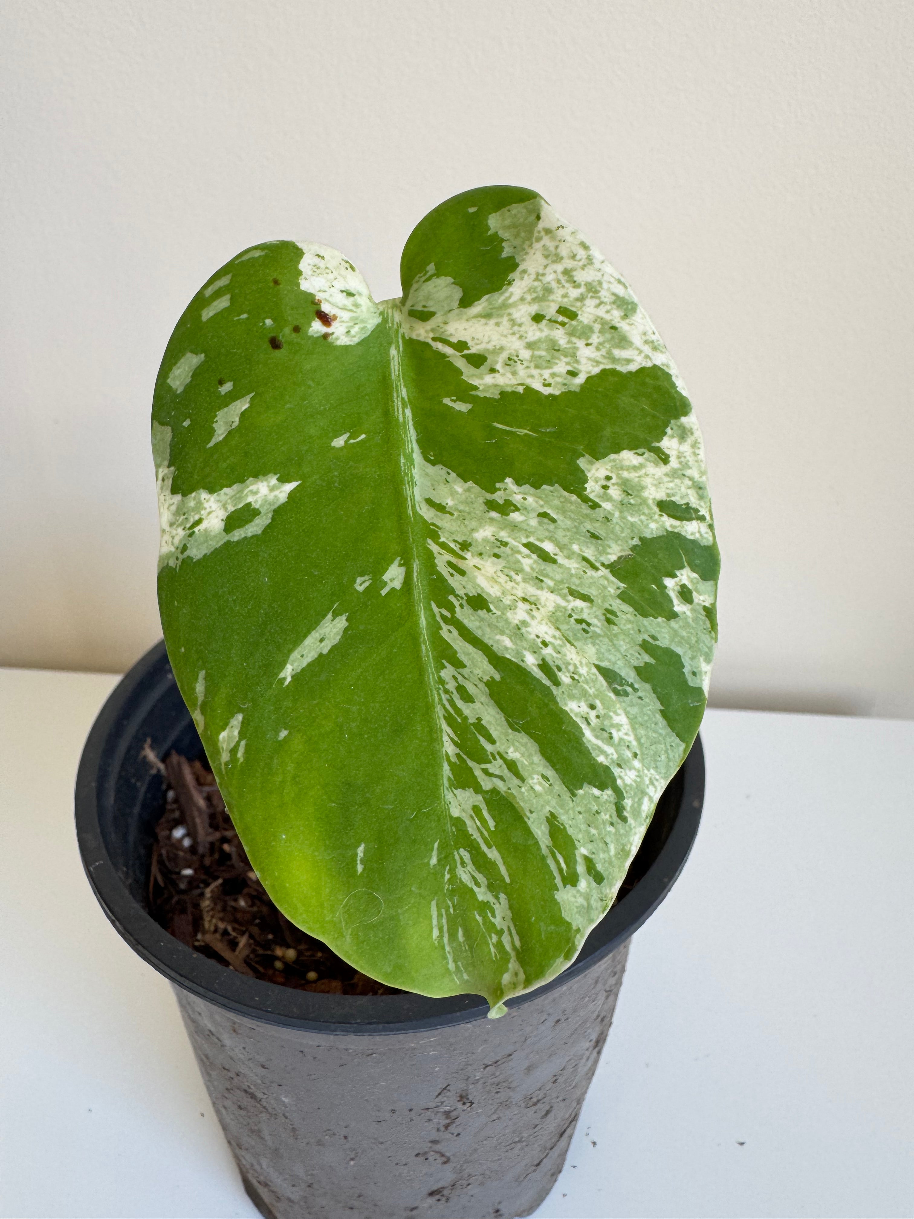 Monstera Vietciosa – Variegated