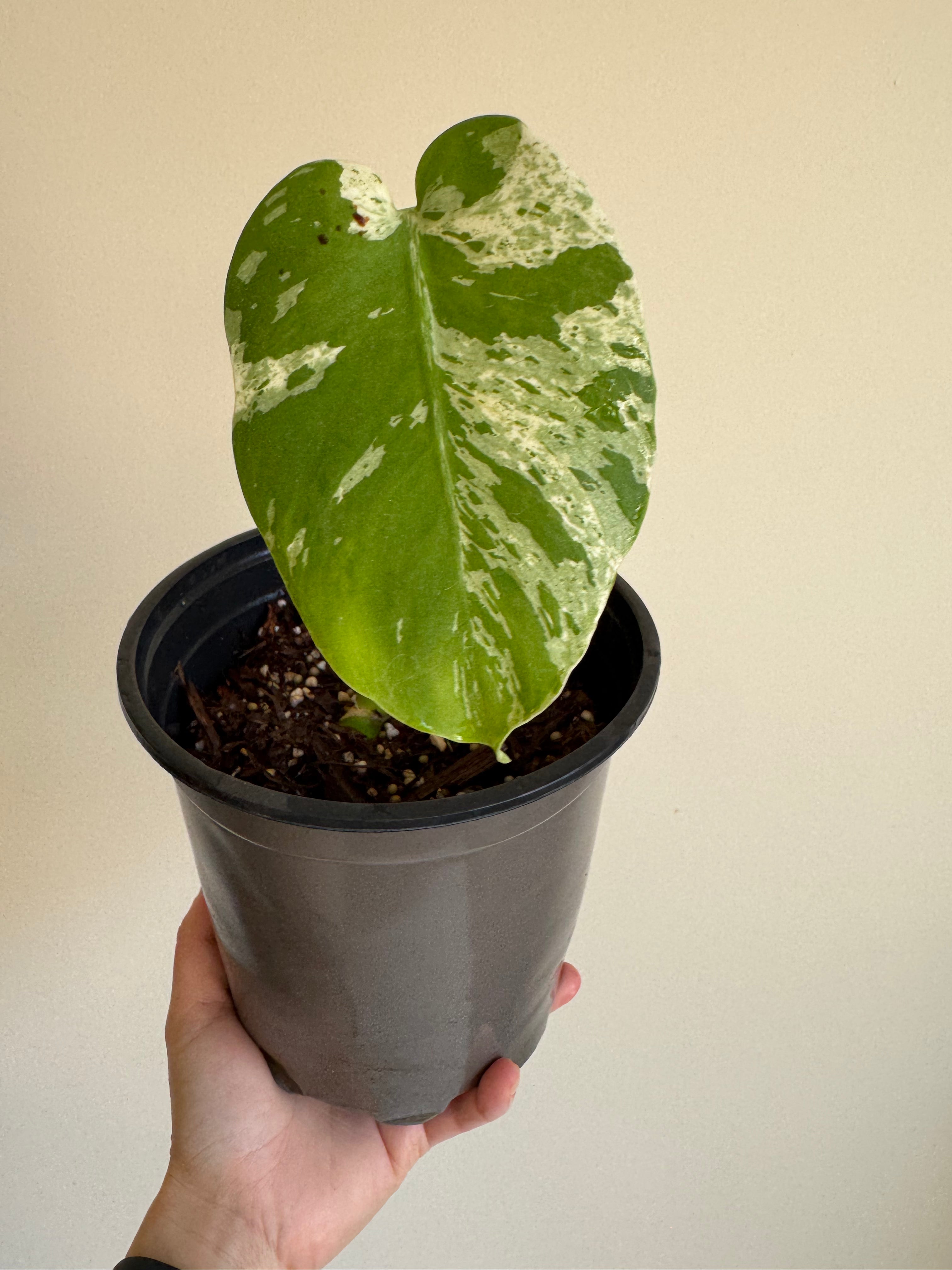 Monstera Vietciosa – Variegated