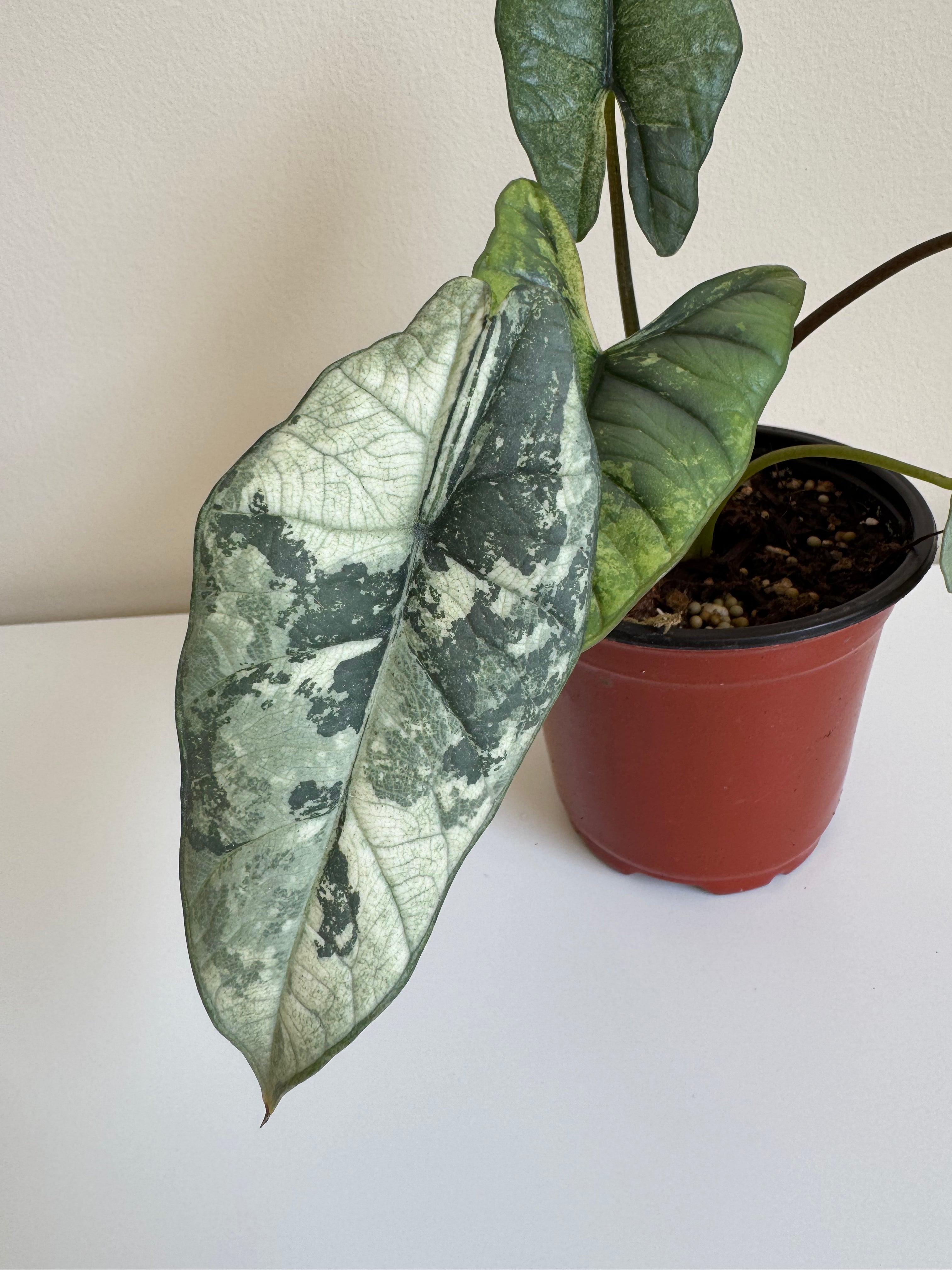 Alocasia Bisma Albo Variegated