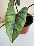 Alocasia Bisma Albo Variegated