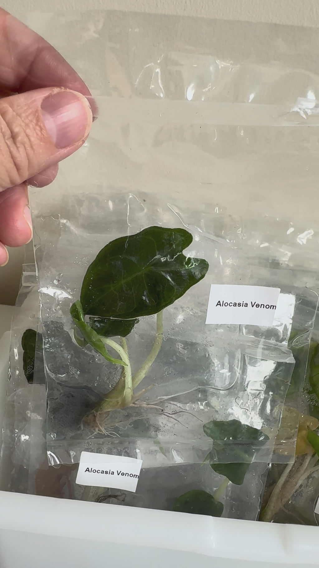 Alocasia Venom